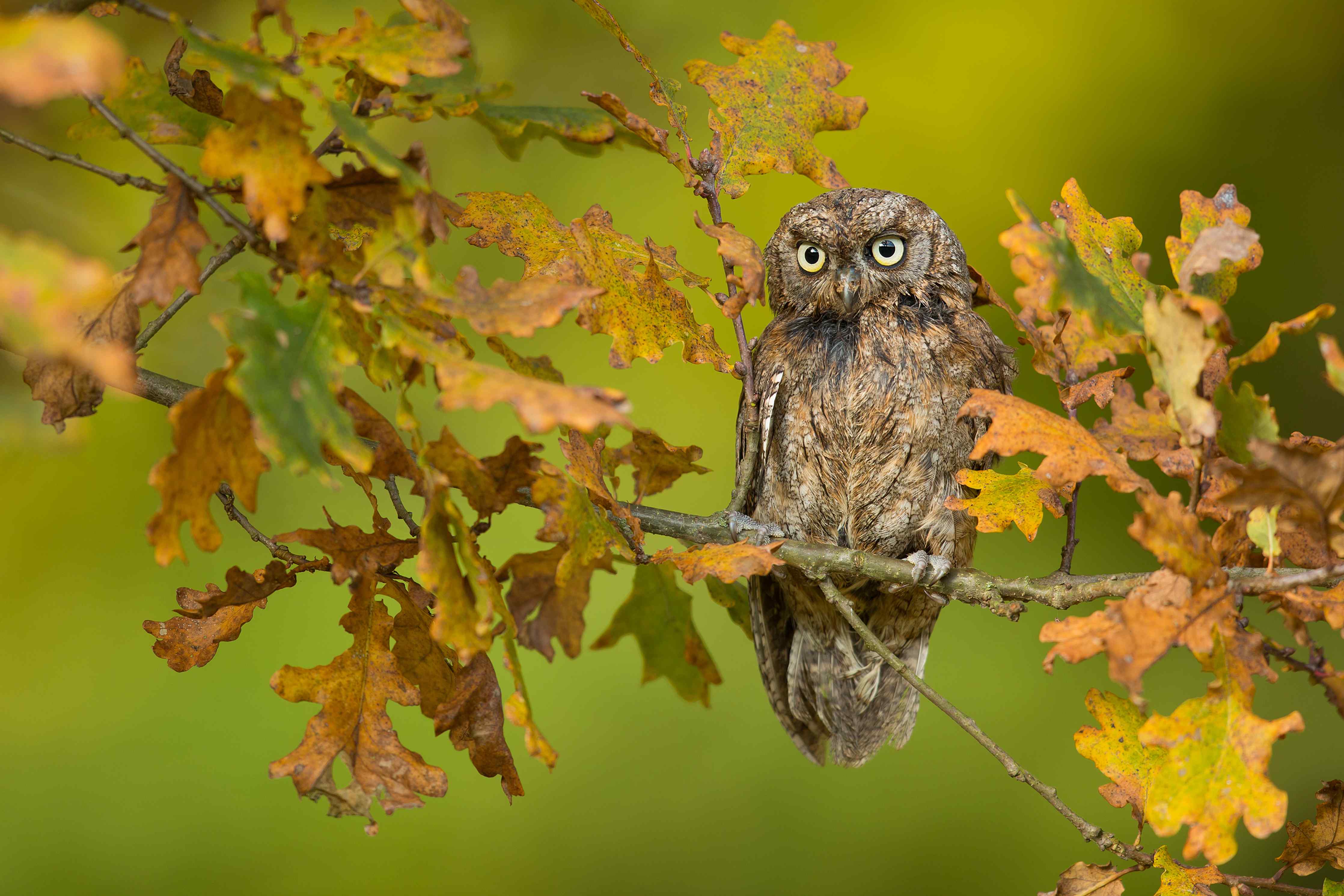 Große Wandbilder-Eulenportrait im Herbstlaub