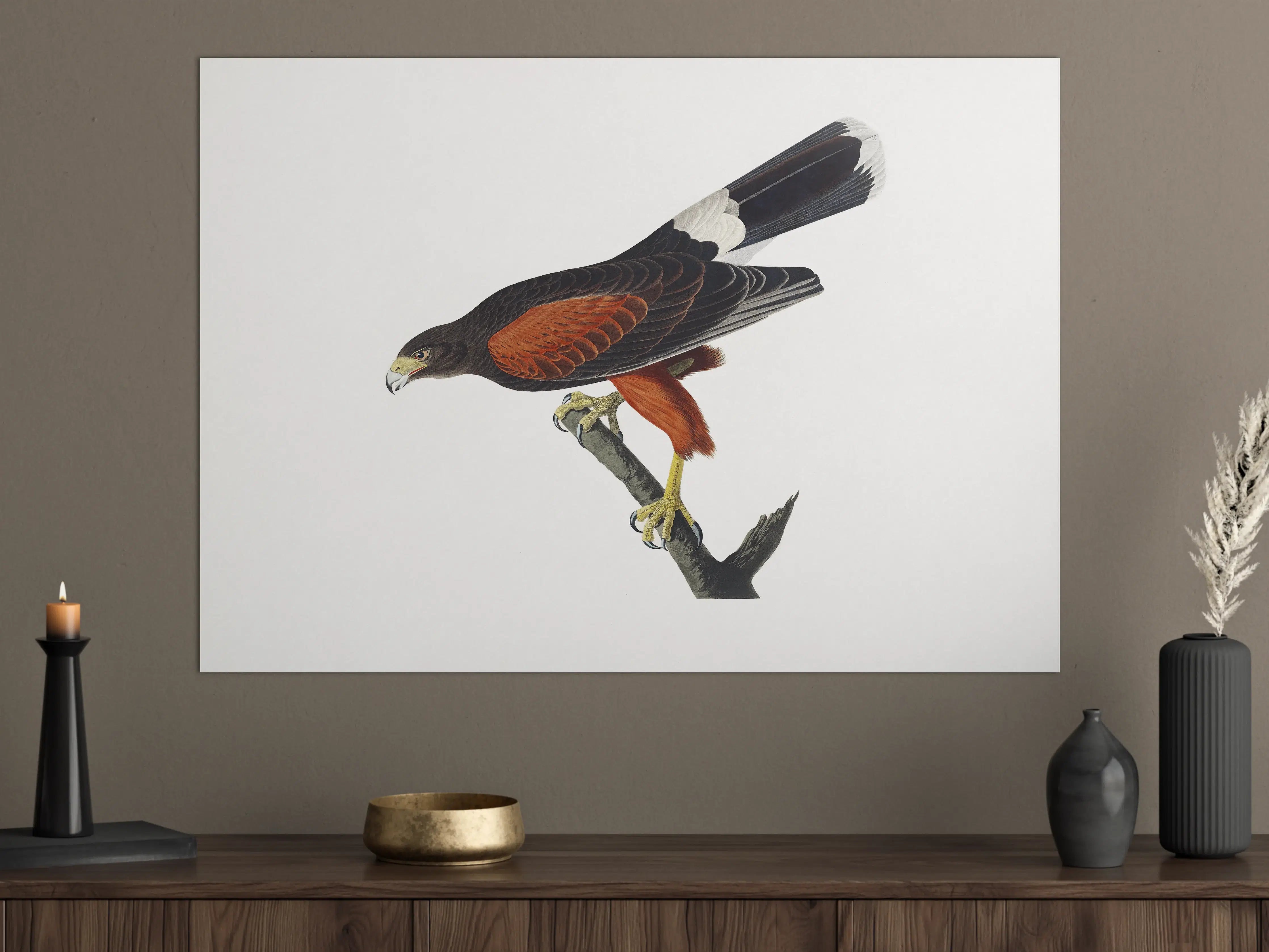Große Wandbilder - Falken Portrait - John James Audubon