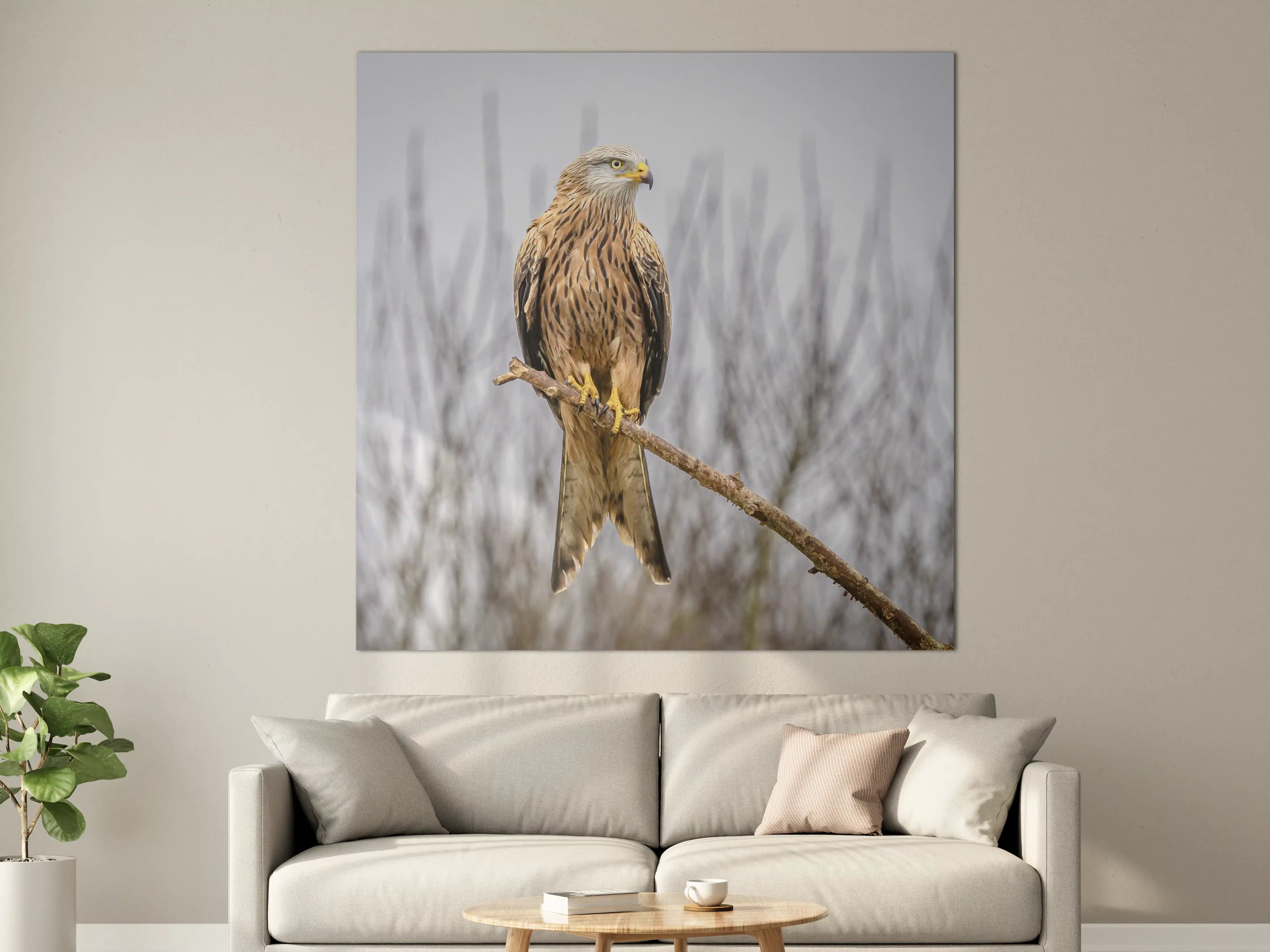 Große Wandbilder - Falkenportrait in natürlicher Umgebung