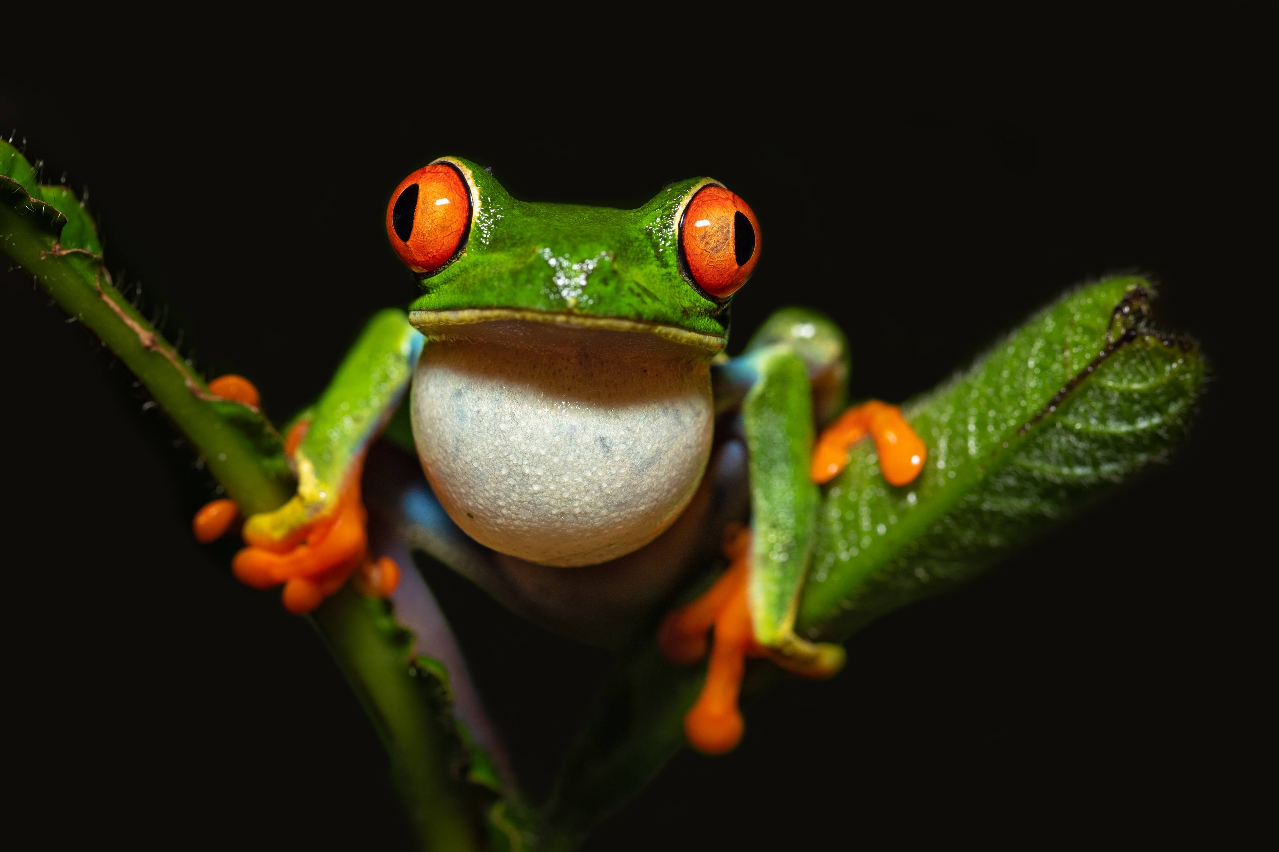Große Wandbilder-Farbenfroher Baumsteiger-Frosch