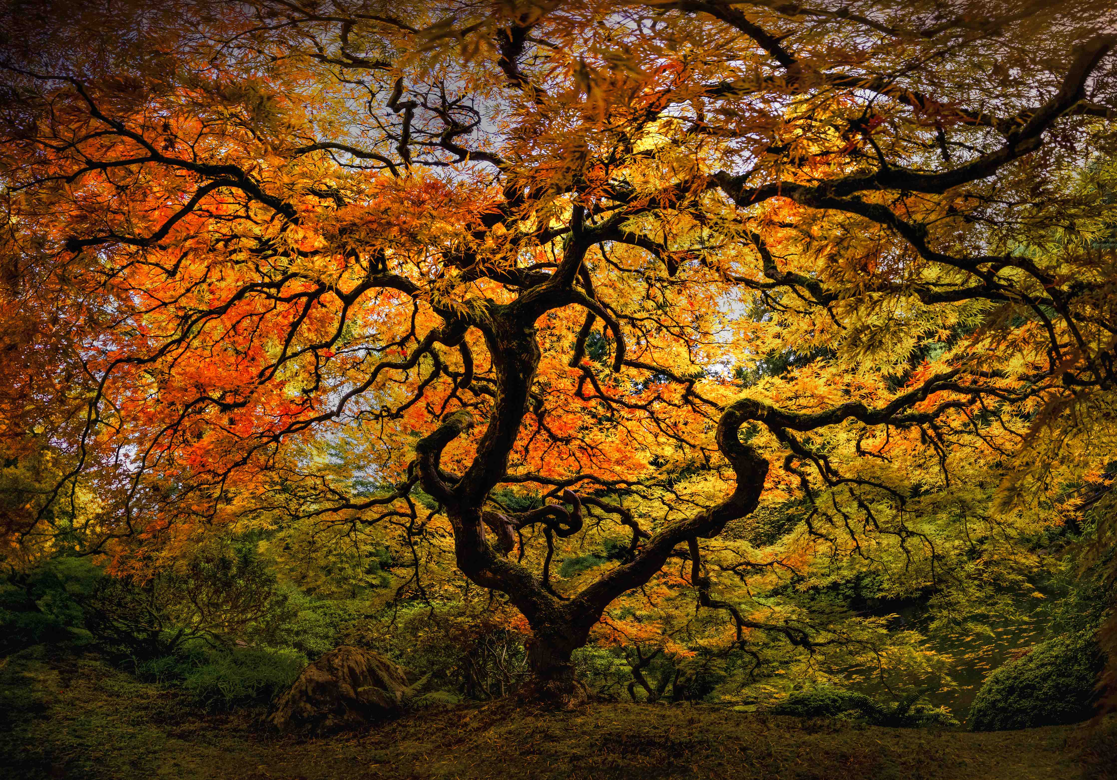Große Wandbilder-Farbenfroher Herbstbaum in warmen Tönen
