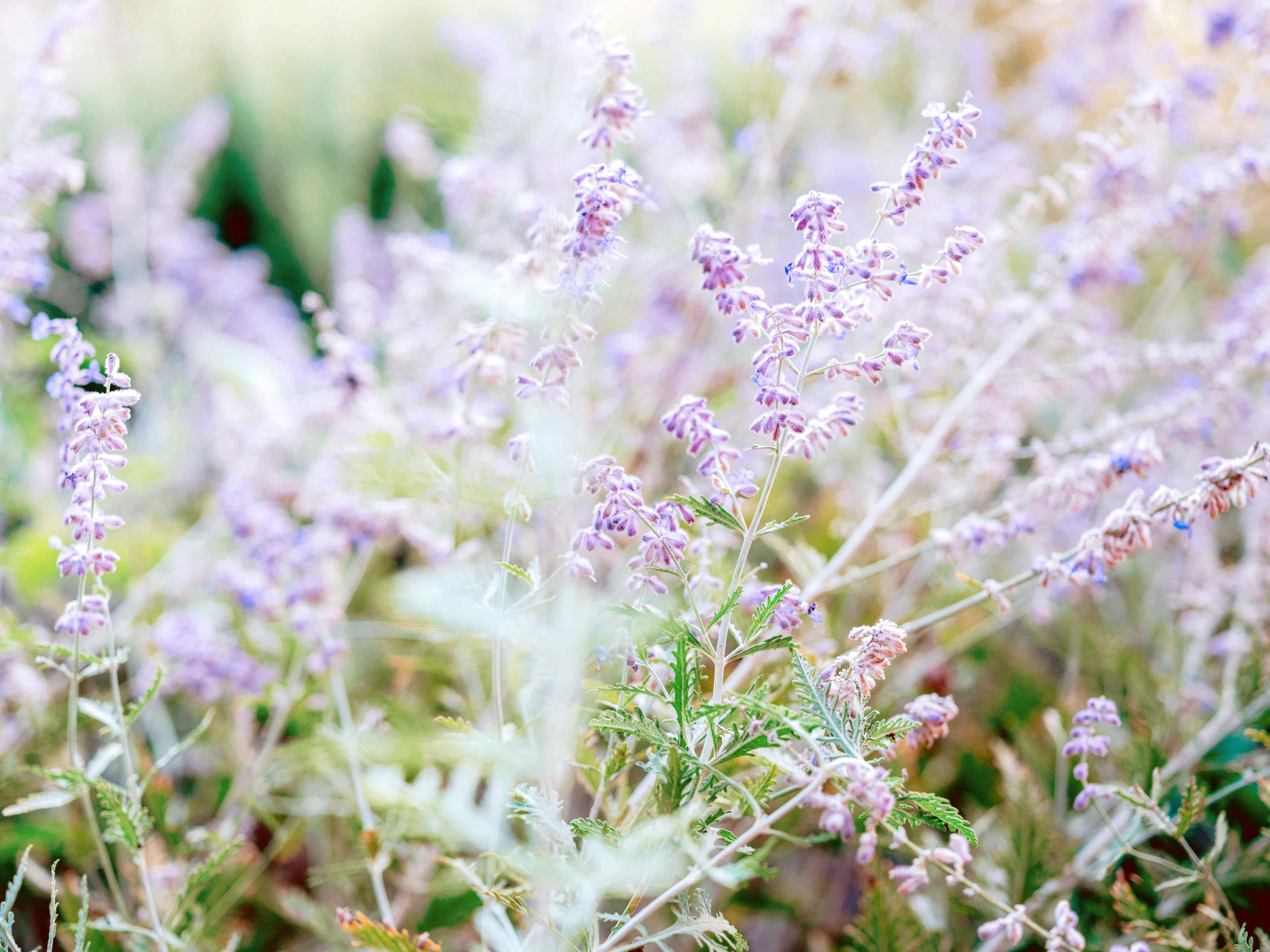 Große Wandbilder-Florale Wildblumenwiese in Pastelltönen