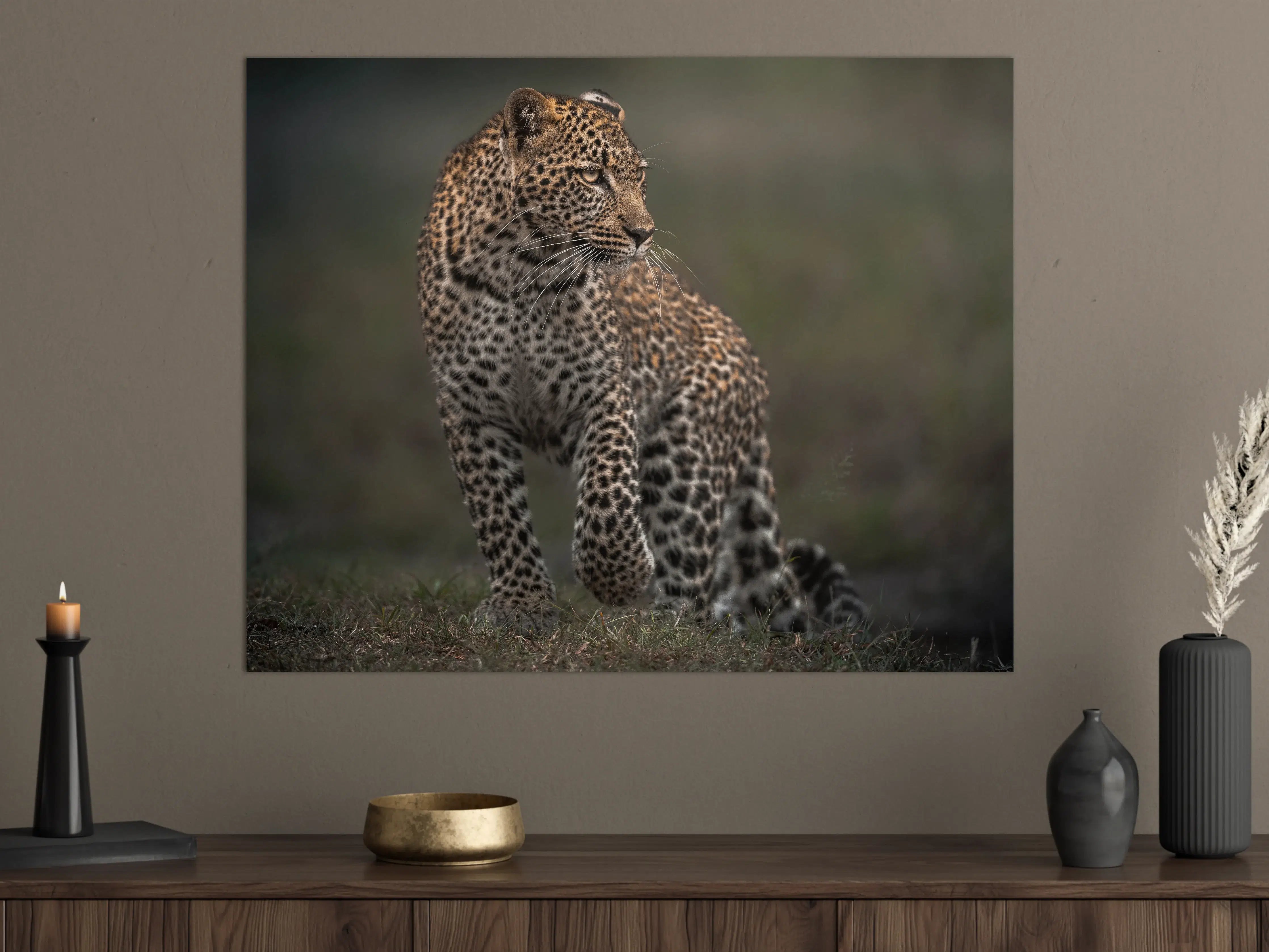 Große Wandbilder - Fokussierter Leopard - Savanne
