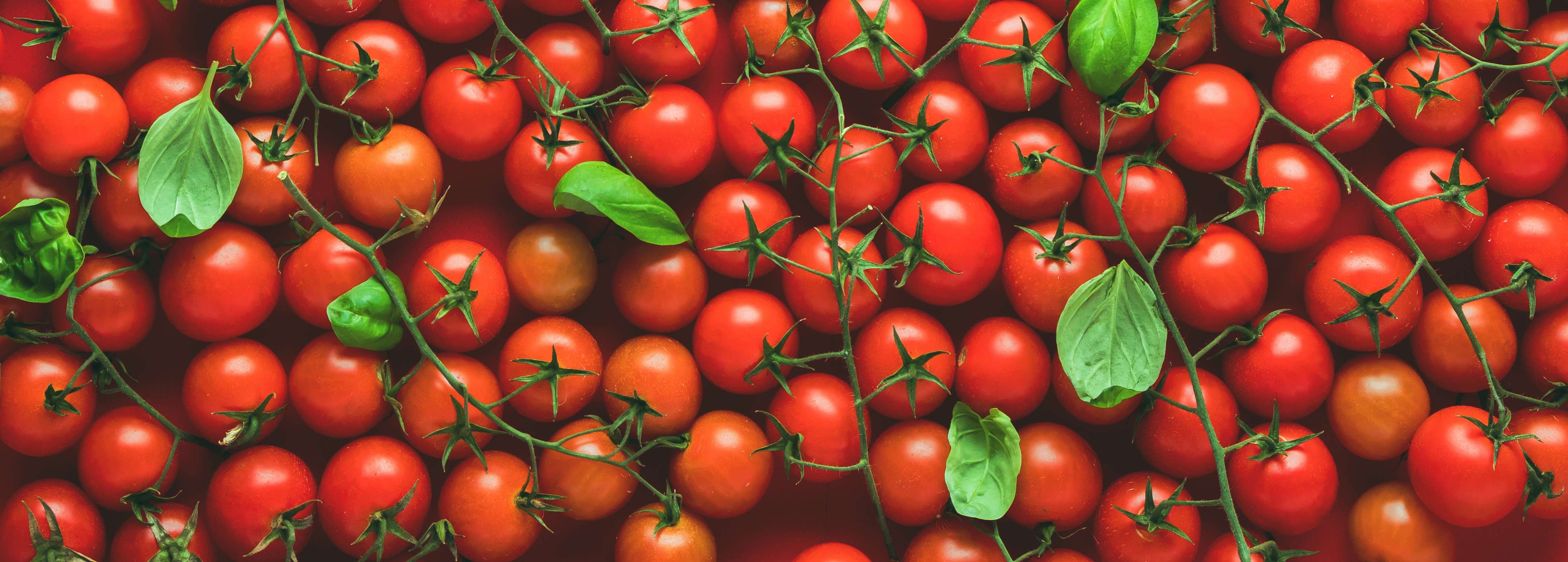 Große Wandbilder-Frische rote Tomaten mit grünen Blättern