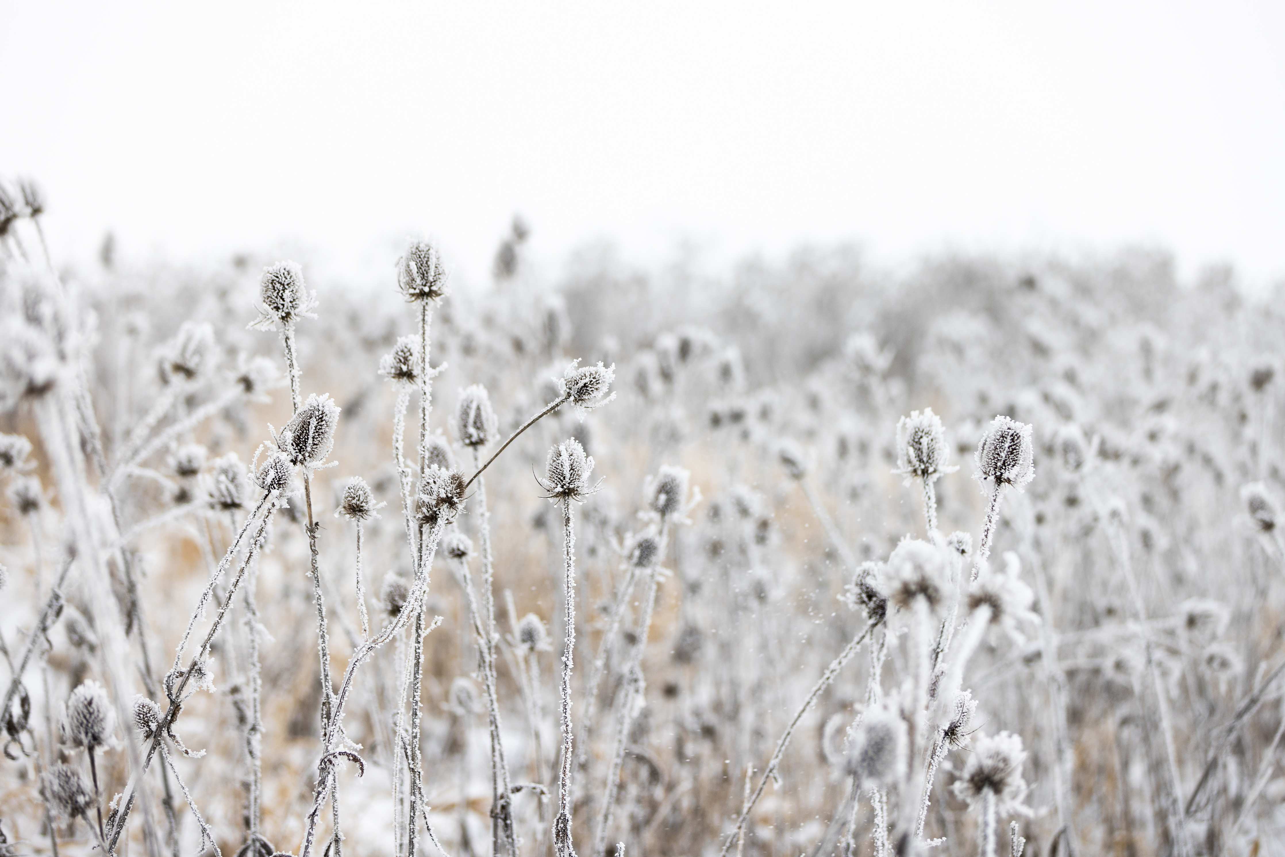 Große Wandbilder-Frostige Wildgraslandschaft im Winter