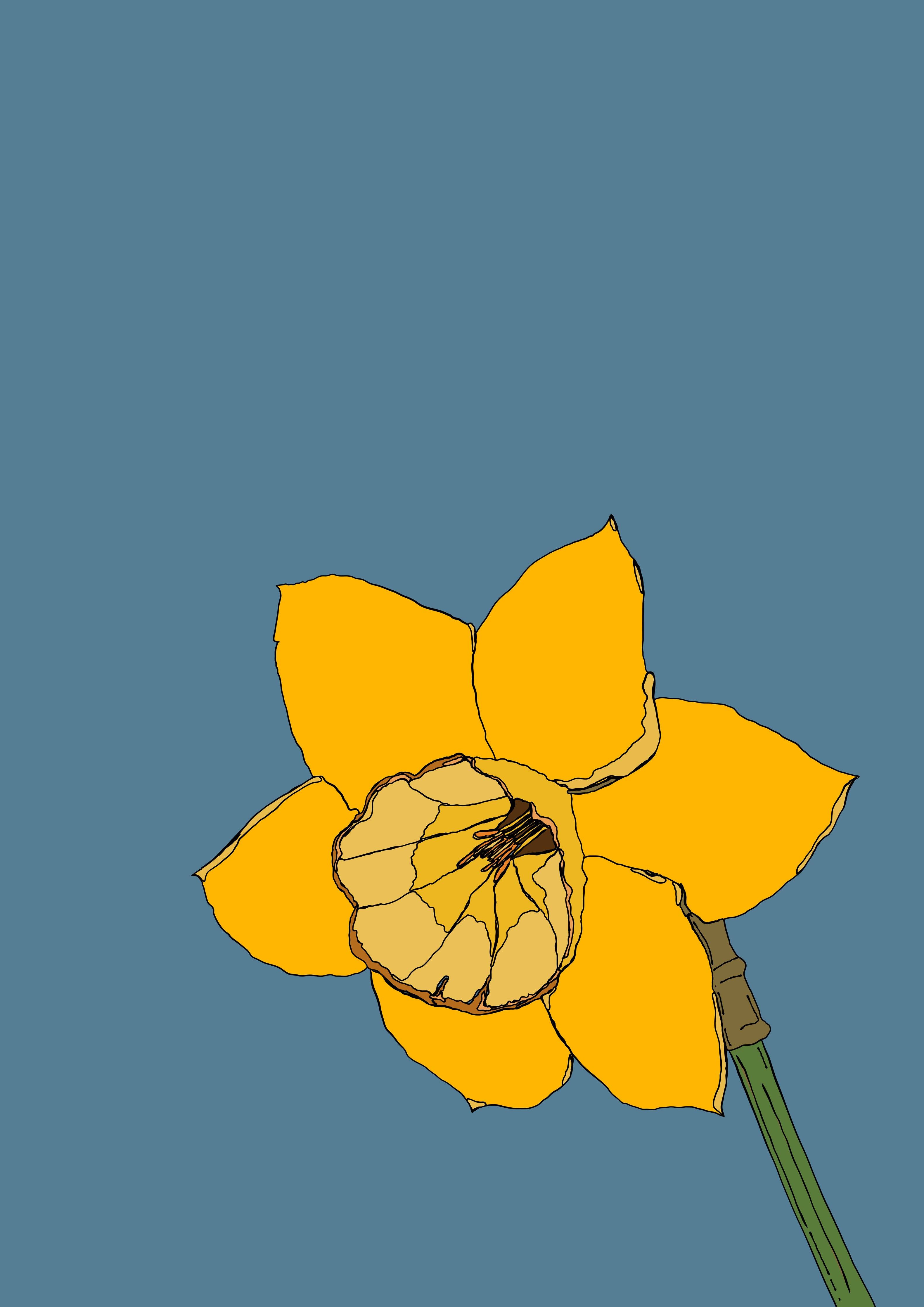 Große Wandbilder-Gelbe Blume mit Schmetterling auf grauem Hintergrund