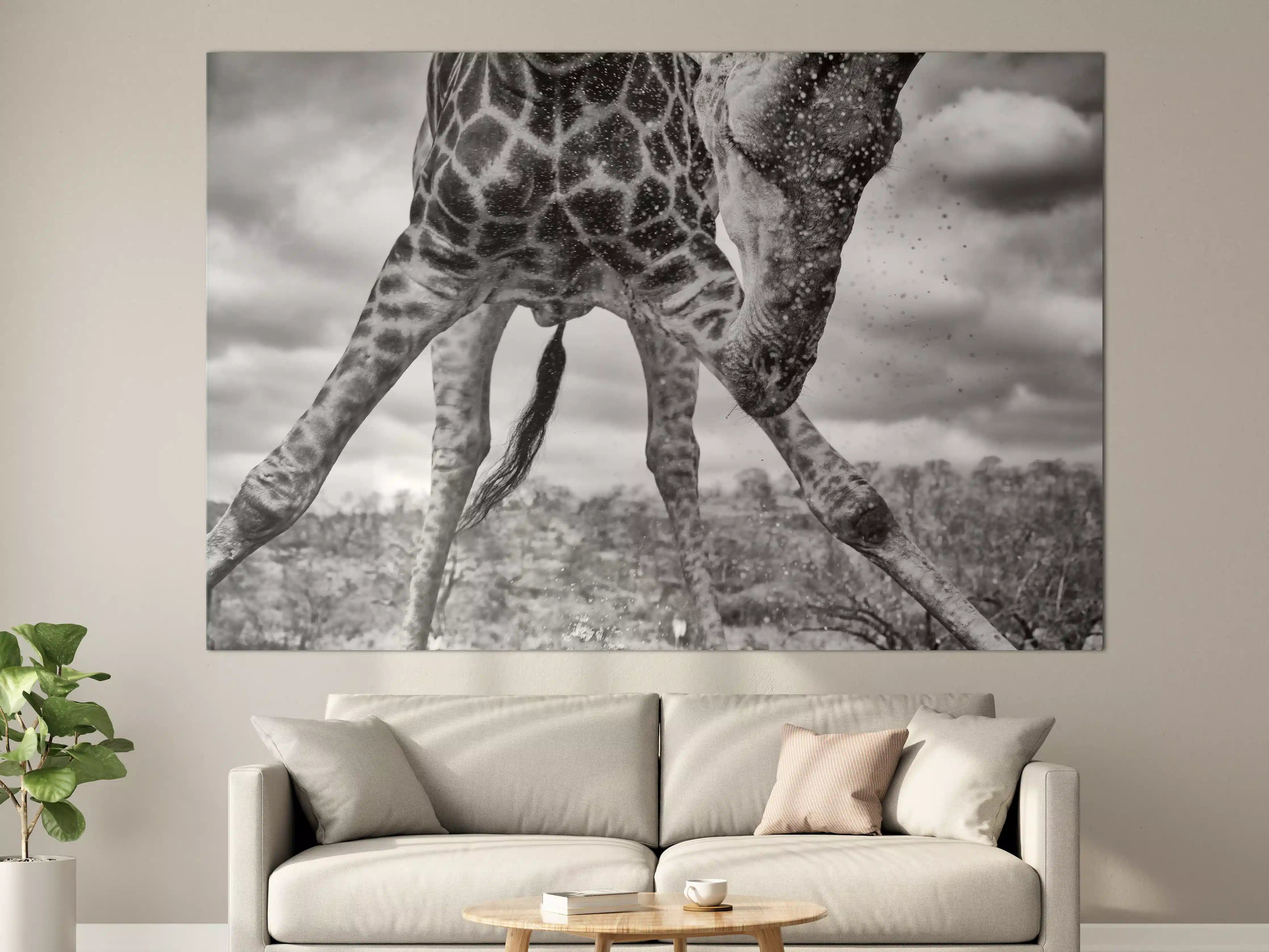 Große Wandbilder - Giraffe Schwarz-Weiß Splish