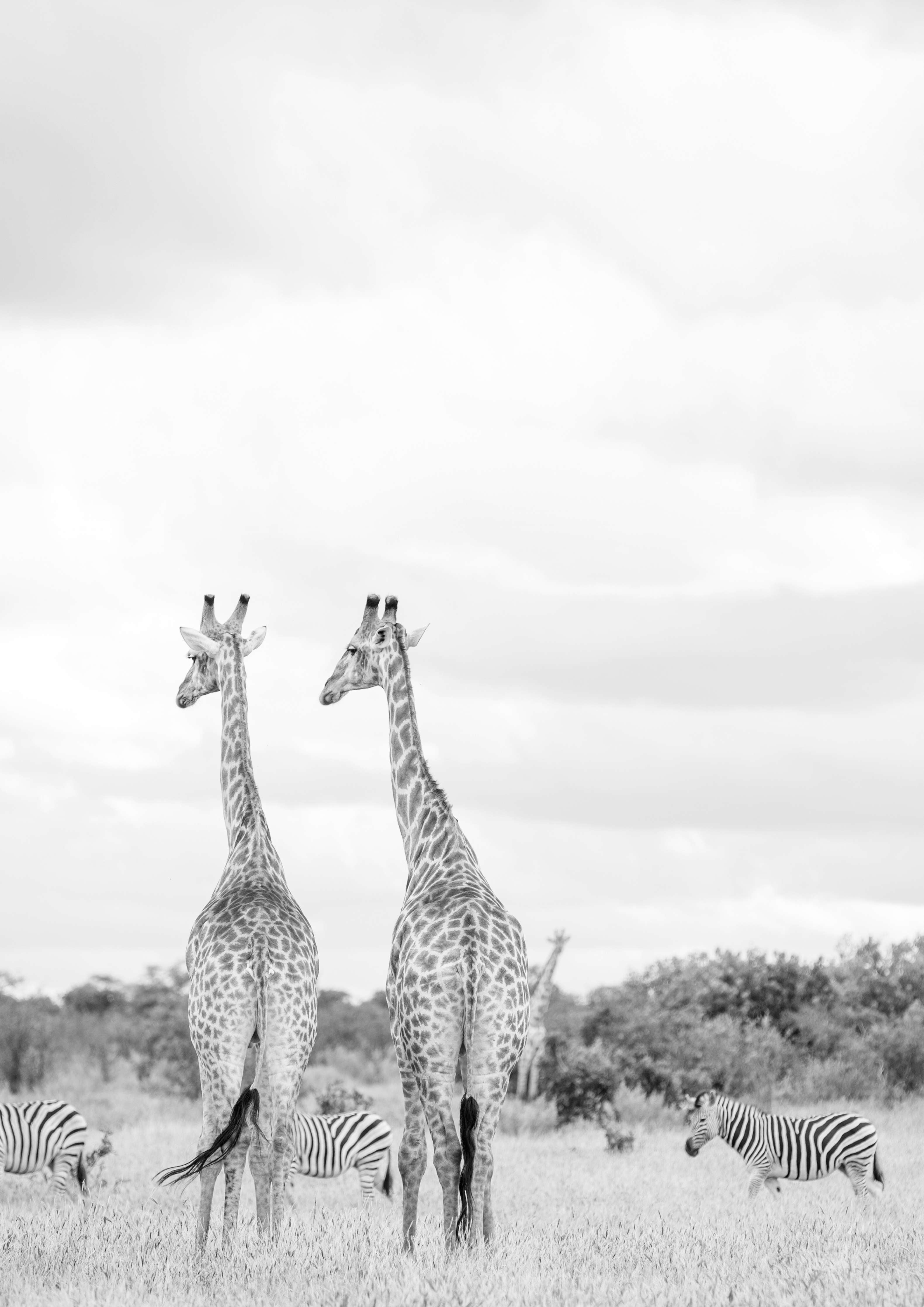 Große Wandbilder-Giraffen und Zebras - schwarz-weiß