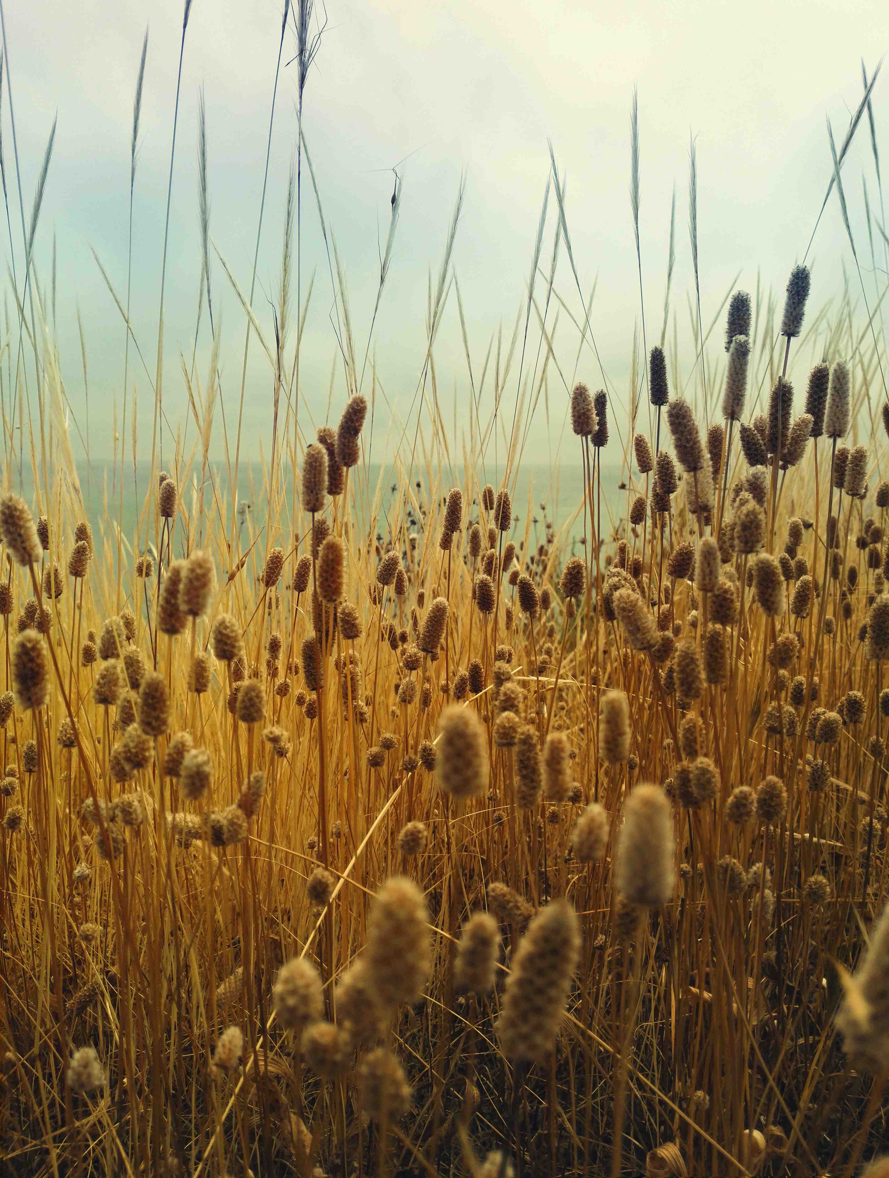 Große Wandbilder-Goldene Tallgrass im Sonnenlicht