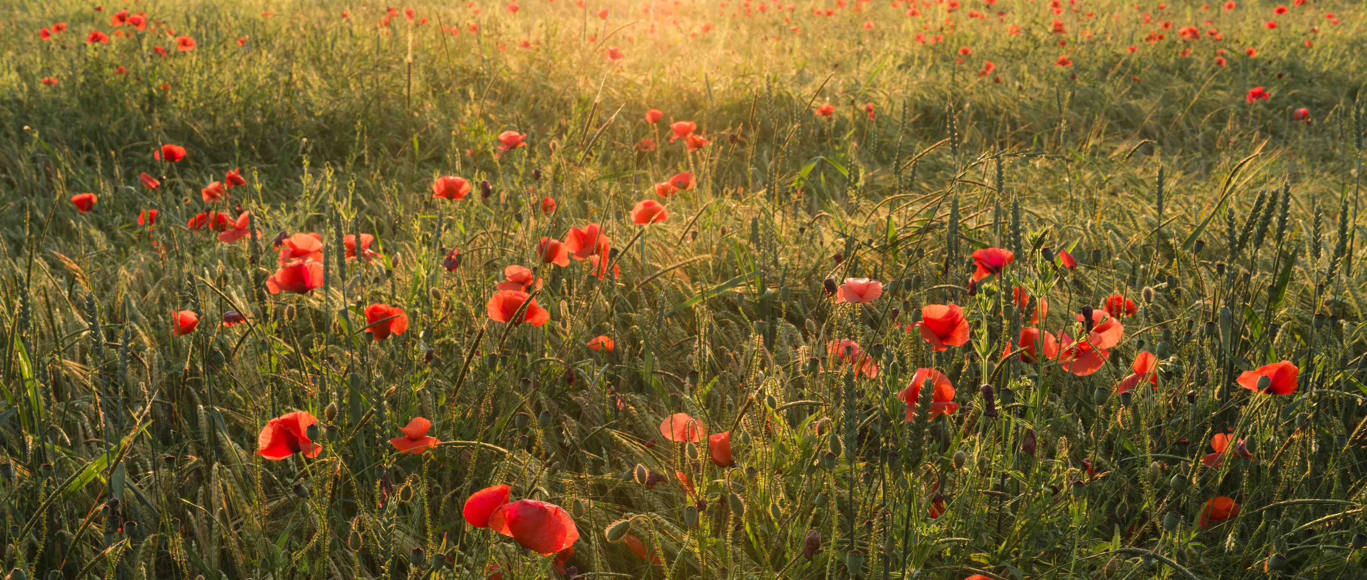 Große Wandbilder-Graue Mohnblüten im Sonnenstrahl