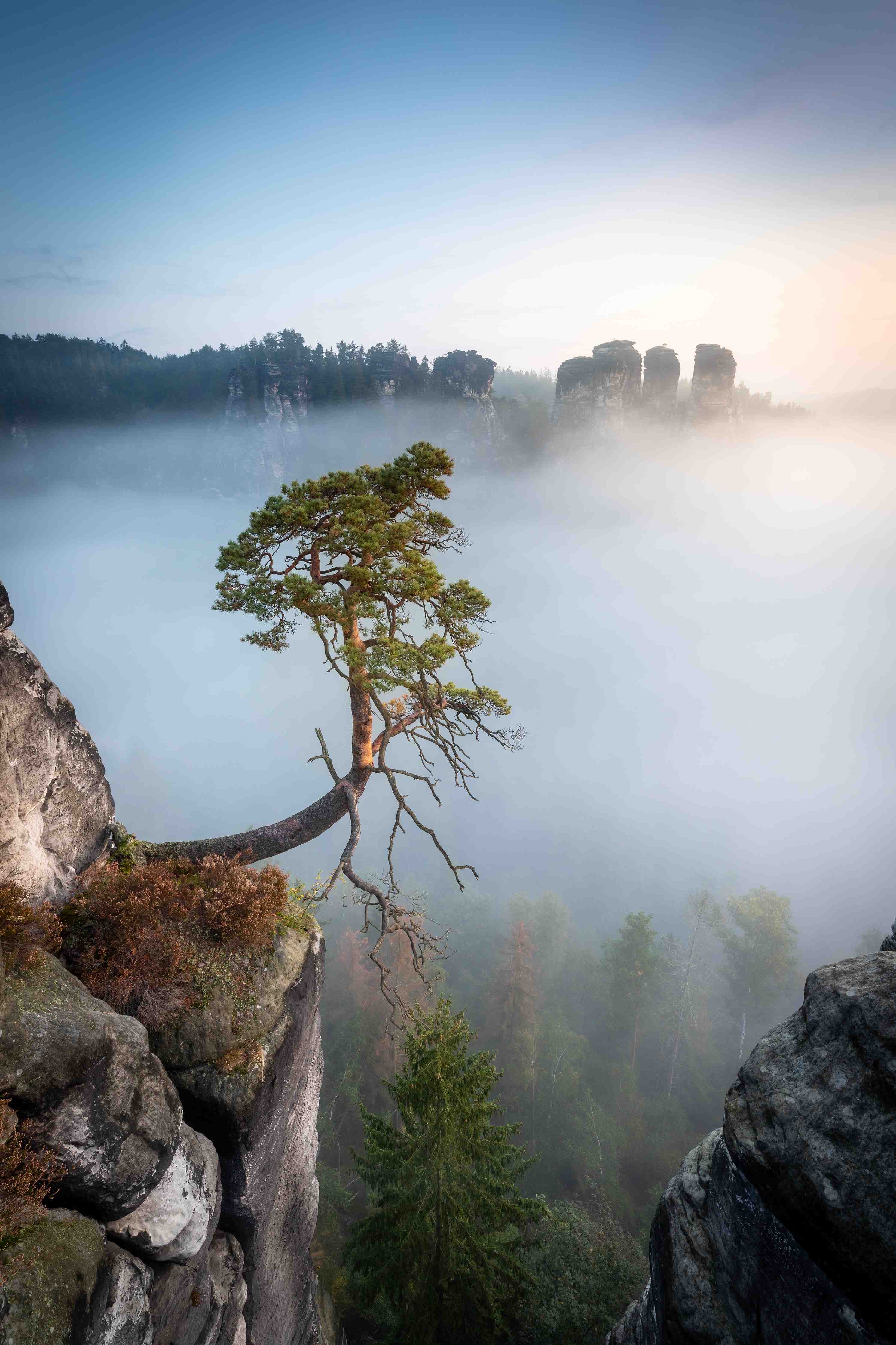 Große Wandbilder-Grauer Baum im Nebelschleier