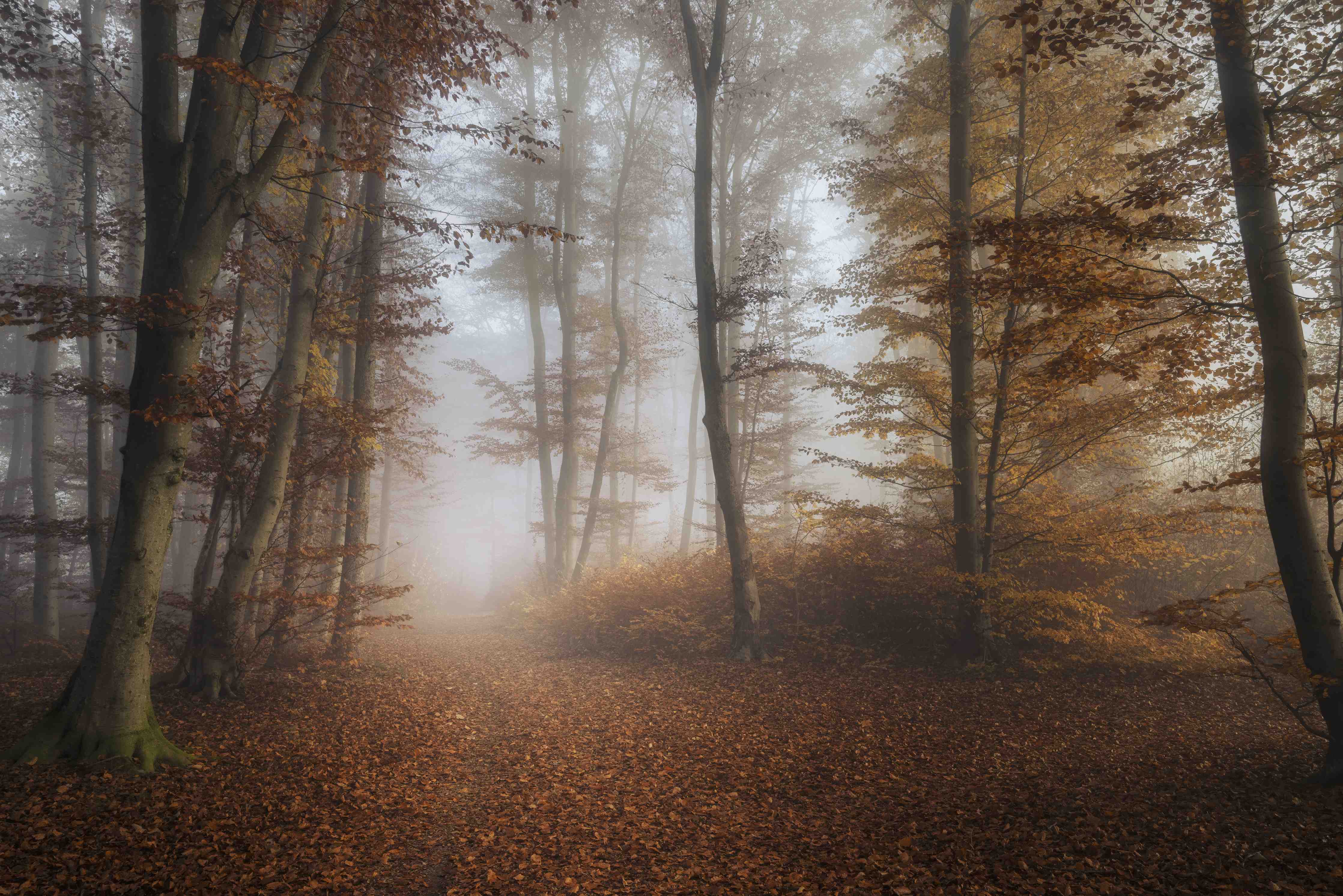 Große Wandbilder-Grauer Herbstnebel im Wald