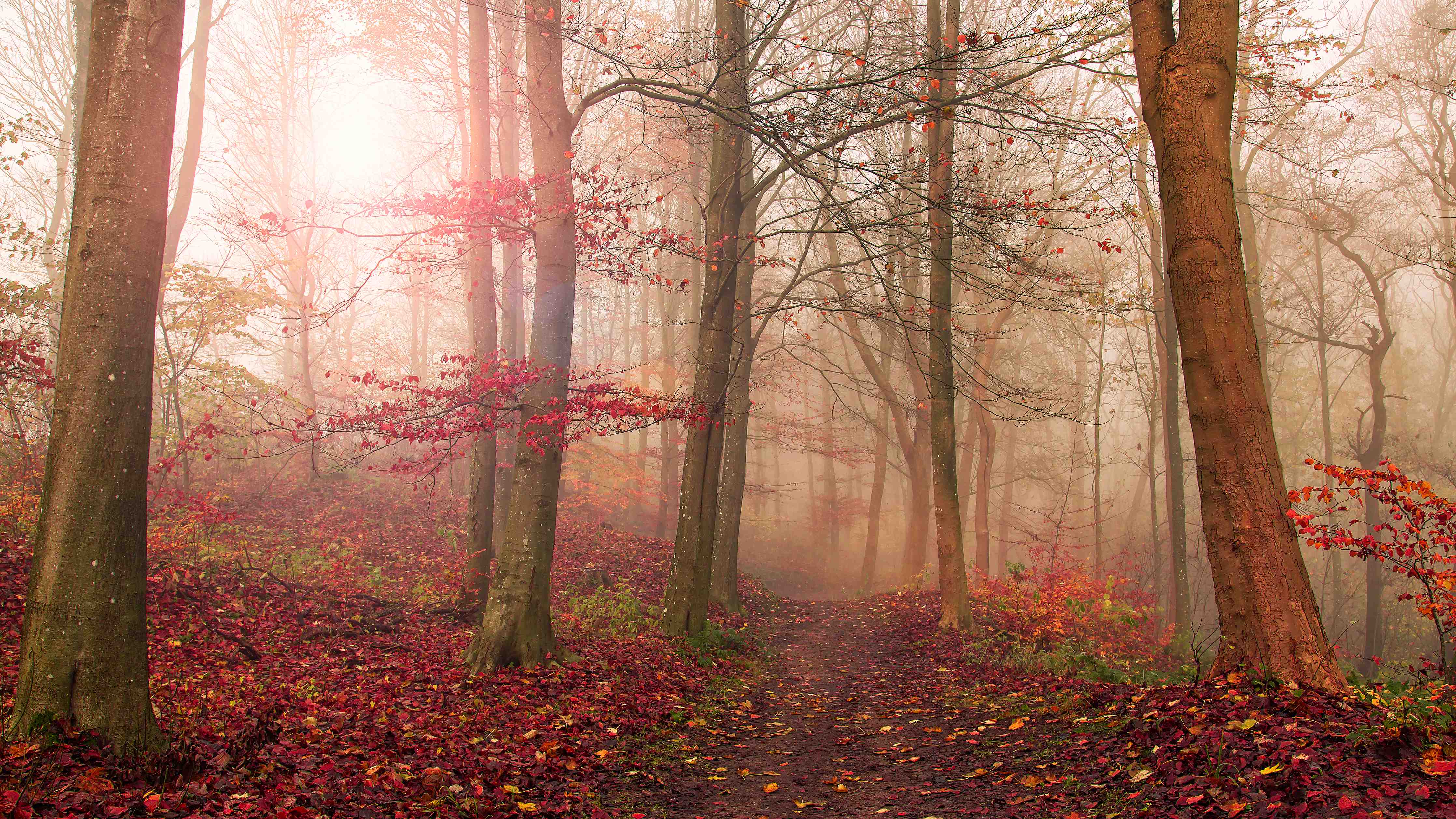 Große Wandbilder-Grauer Morgendunst im Waldeslicht