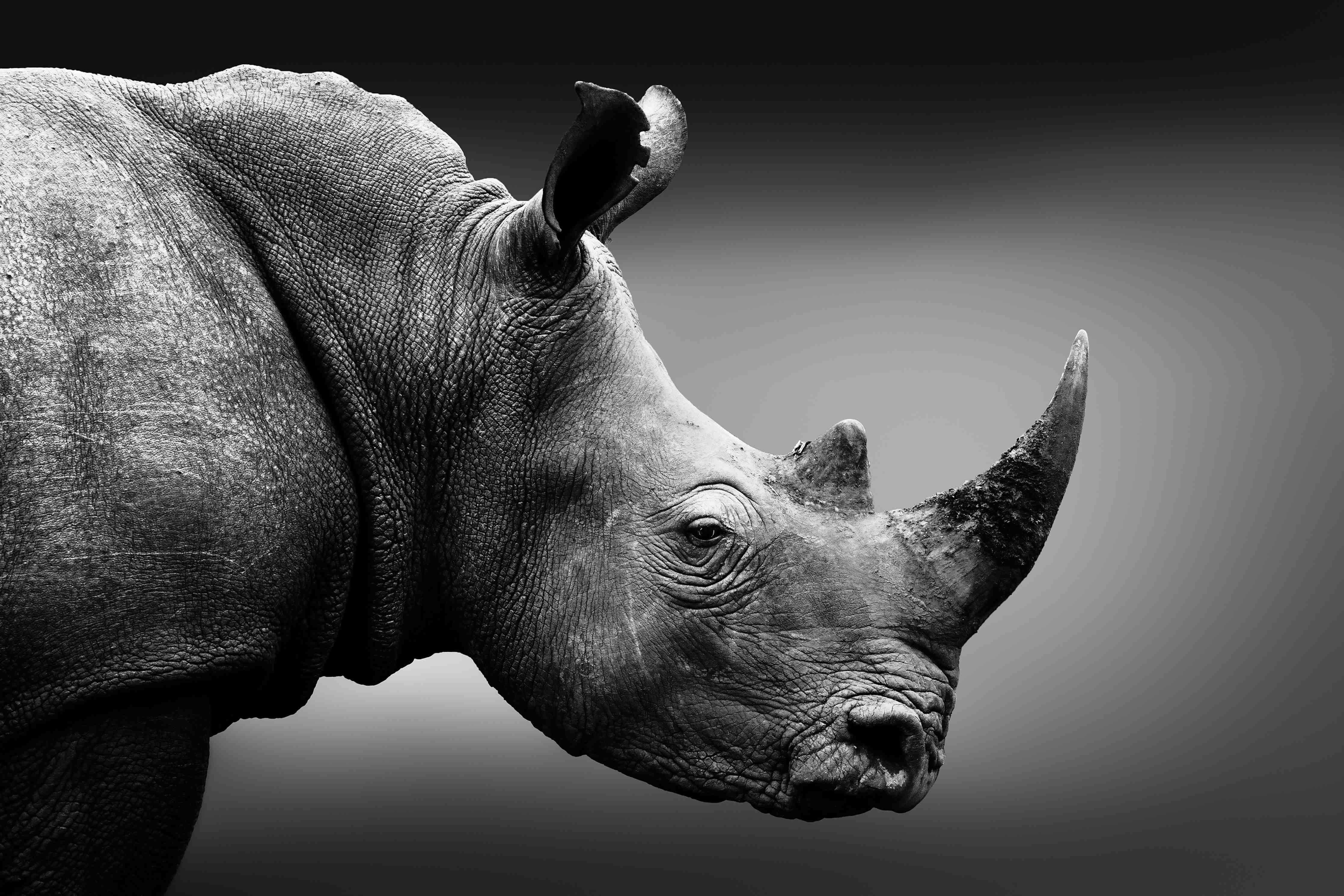 Große Wandbilder-Graues Licht-Nashorn