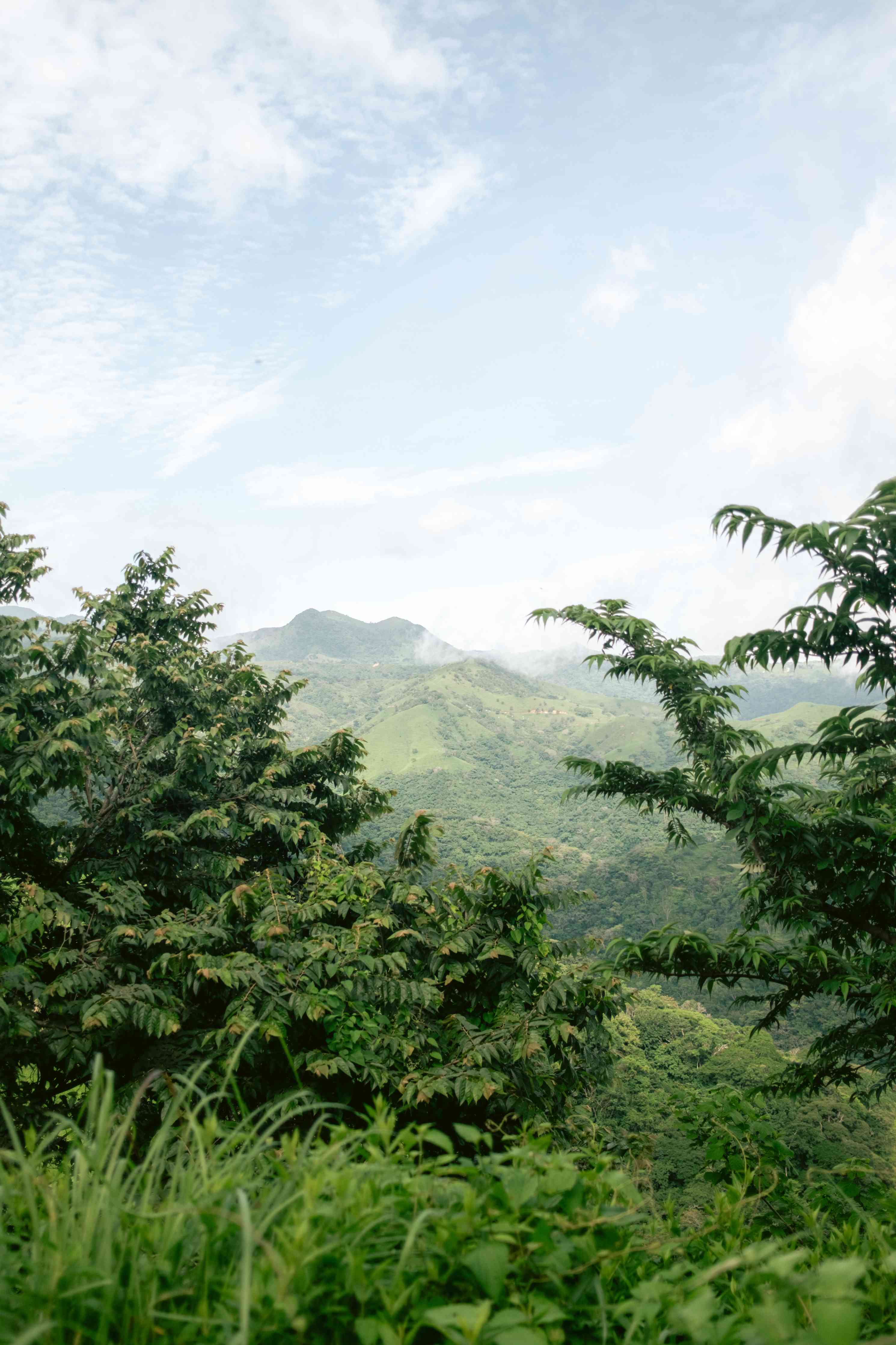Große Wandbilder-Grüne Dschungelvegetation mit Bergen im Hintergrund