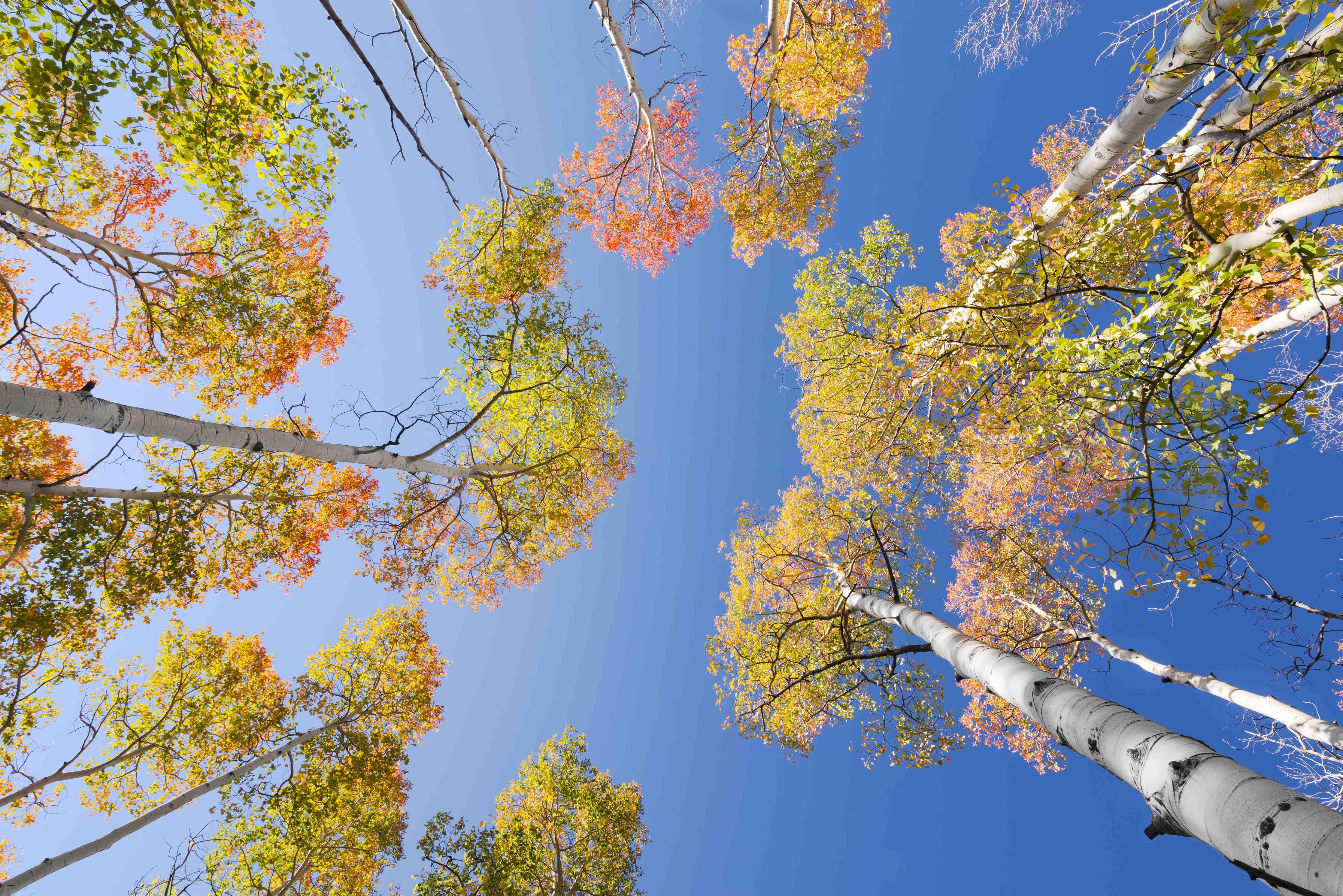 Große Wandbilder-Herbstliche Birken