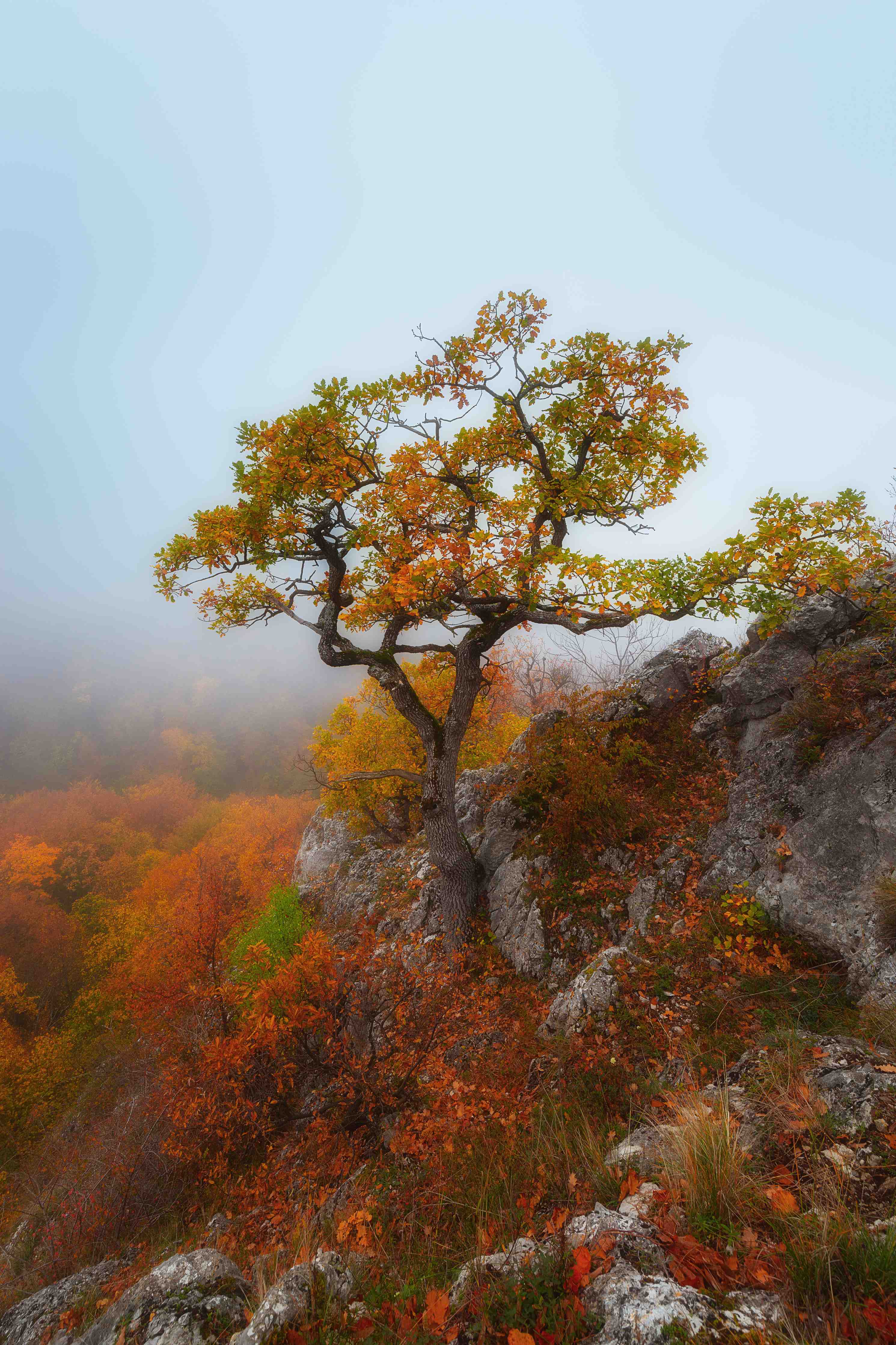 Große Wandbilder-Herbstlicher Baum auf Felsen