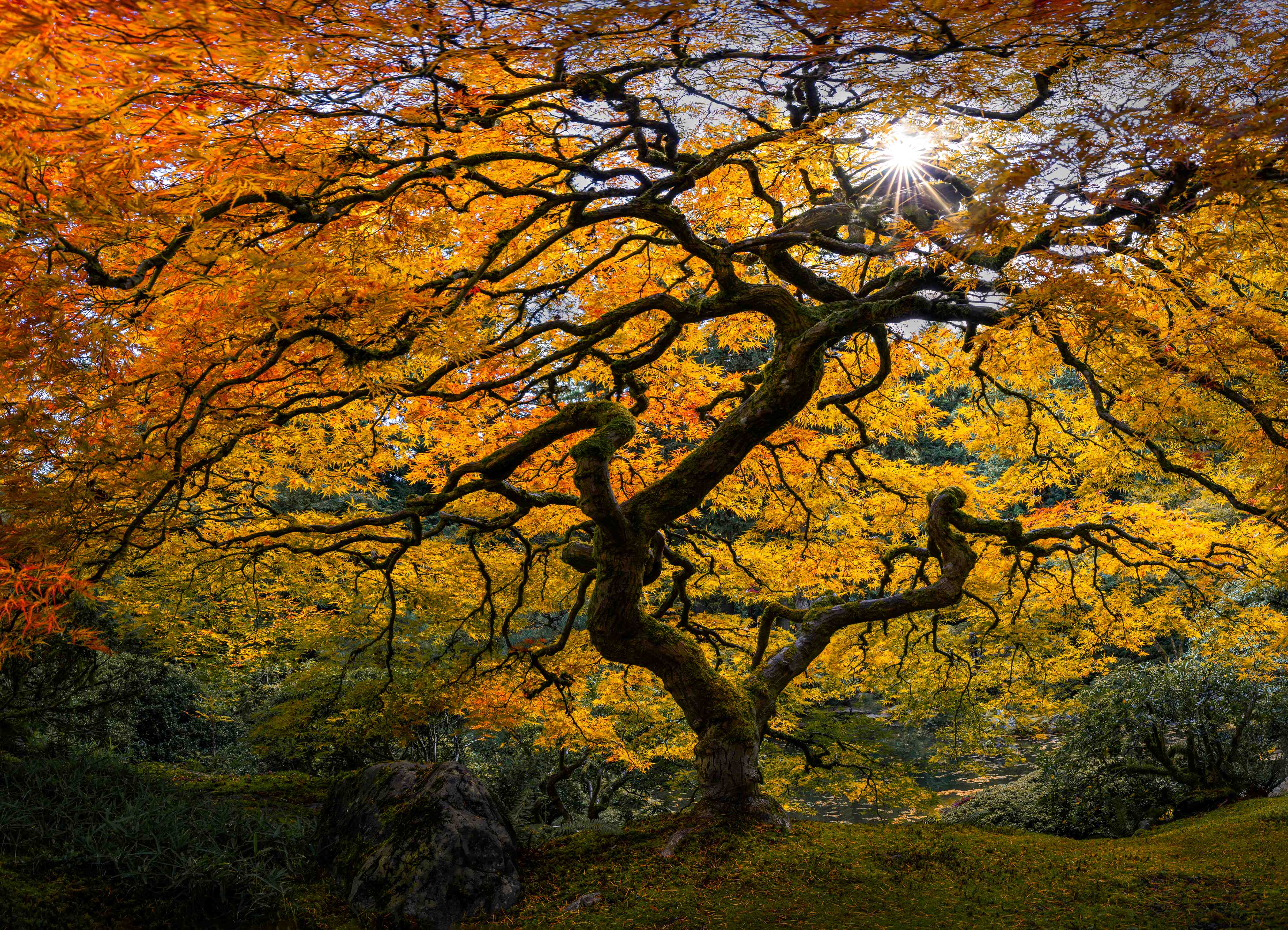 Große Wandbilder-Herbstlicher Baum in warmen Farbtönen