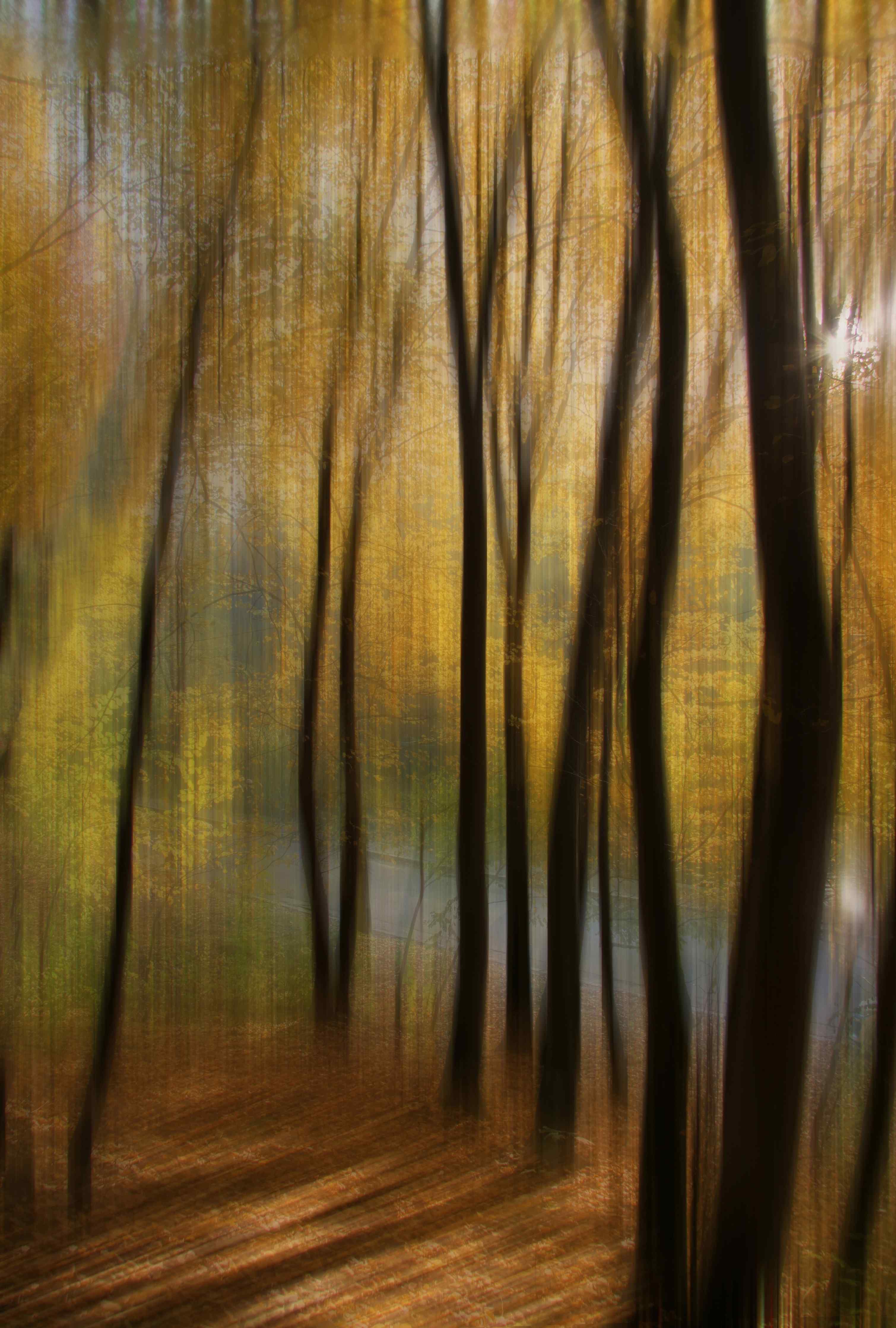 Große Wandbilder-Herbstlicher Wald im Goldlicht