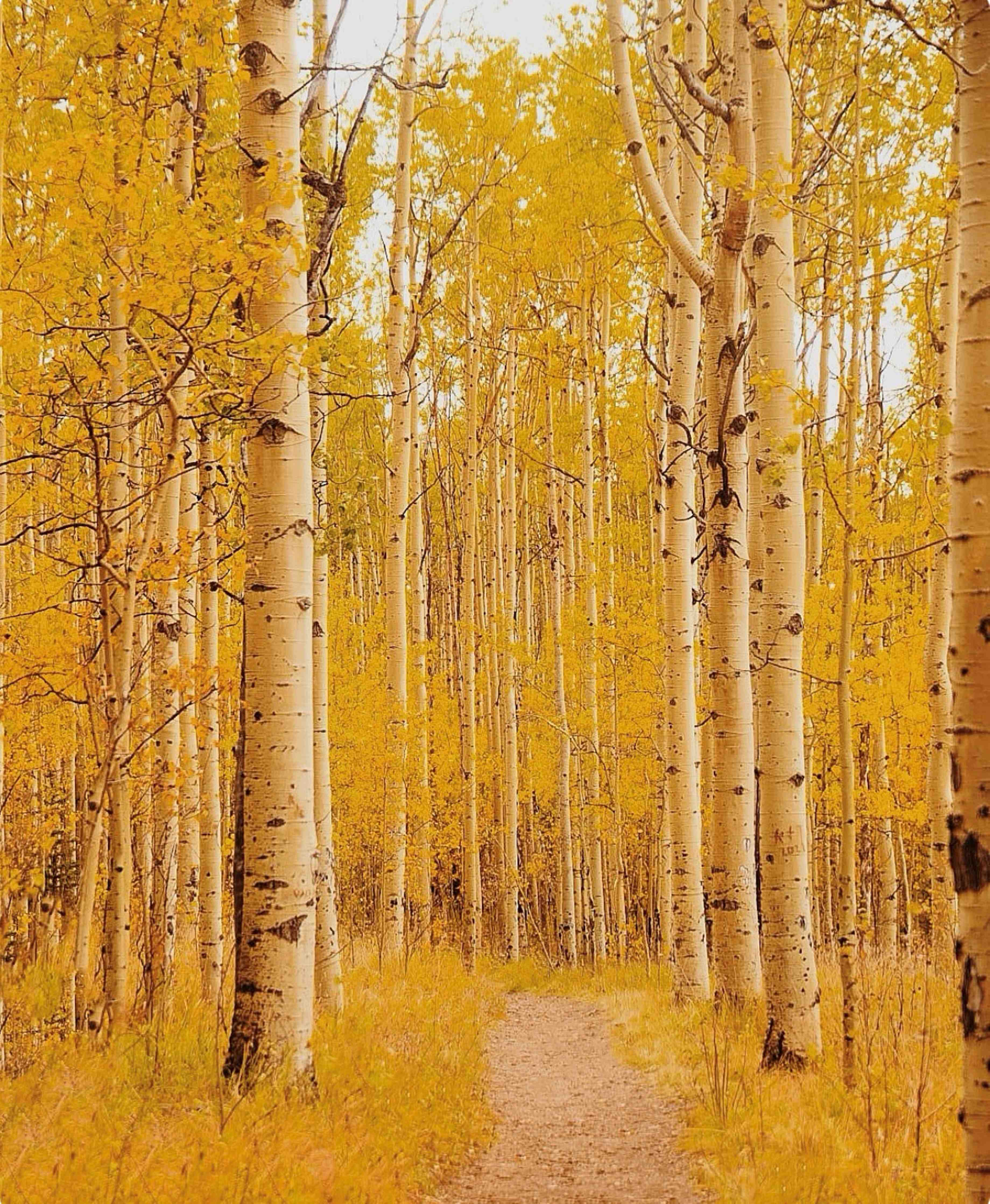 Große Wandbilder-Herbstlicher Waldspaziergang in goldenen Tönen