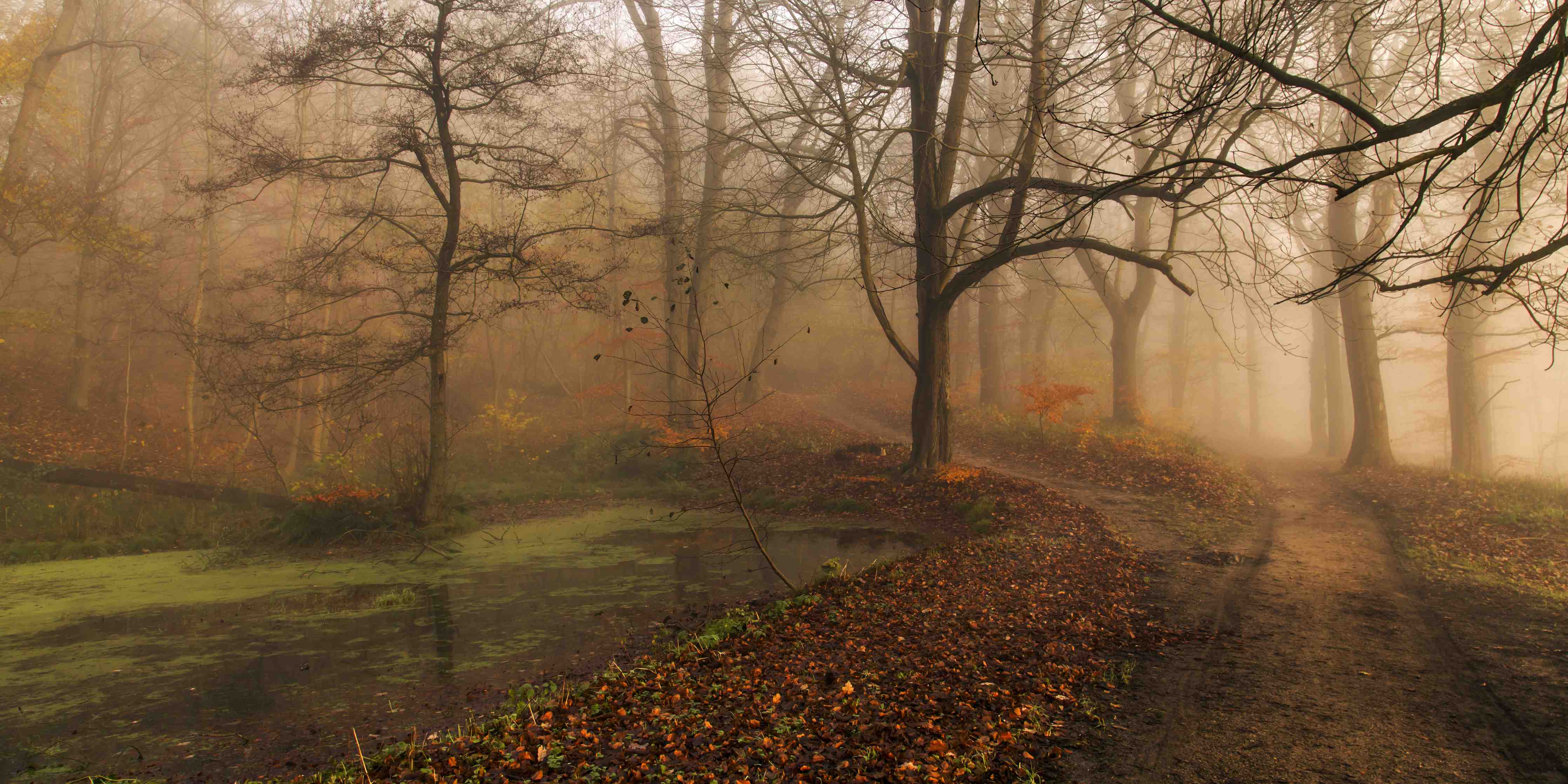 Große Wandbilder-Herbstlicher Waldweg im Nebel
