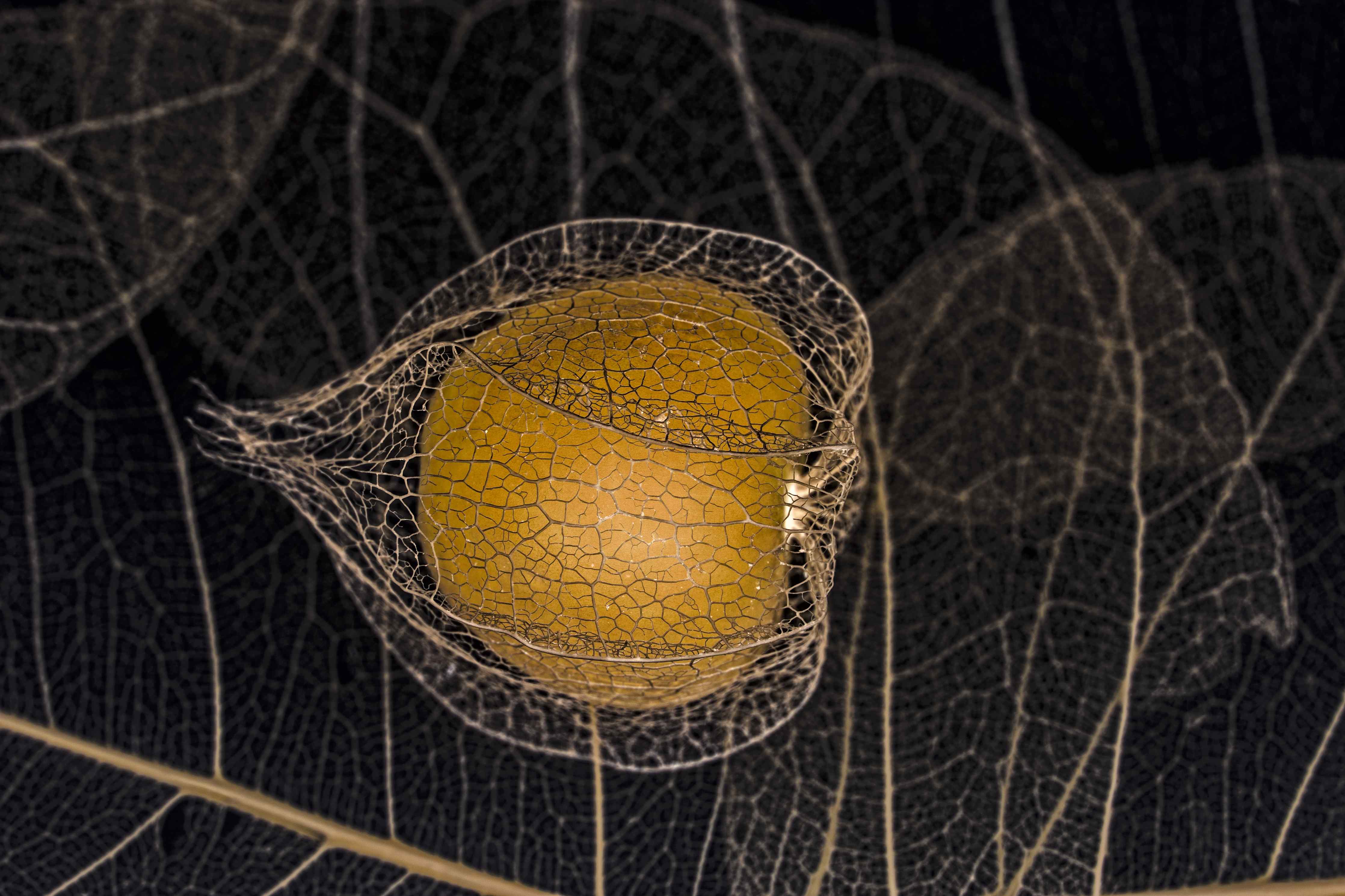 Große Wandbilder-Herbstliches Blatt - Nahaufnahme