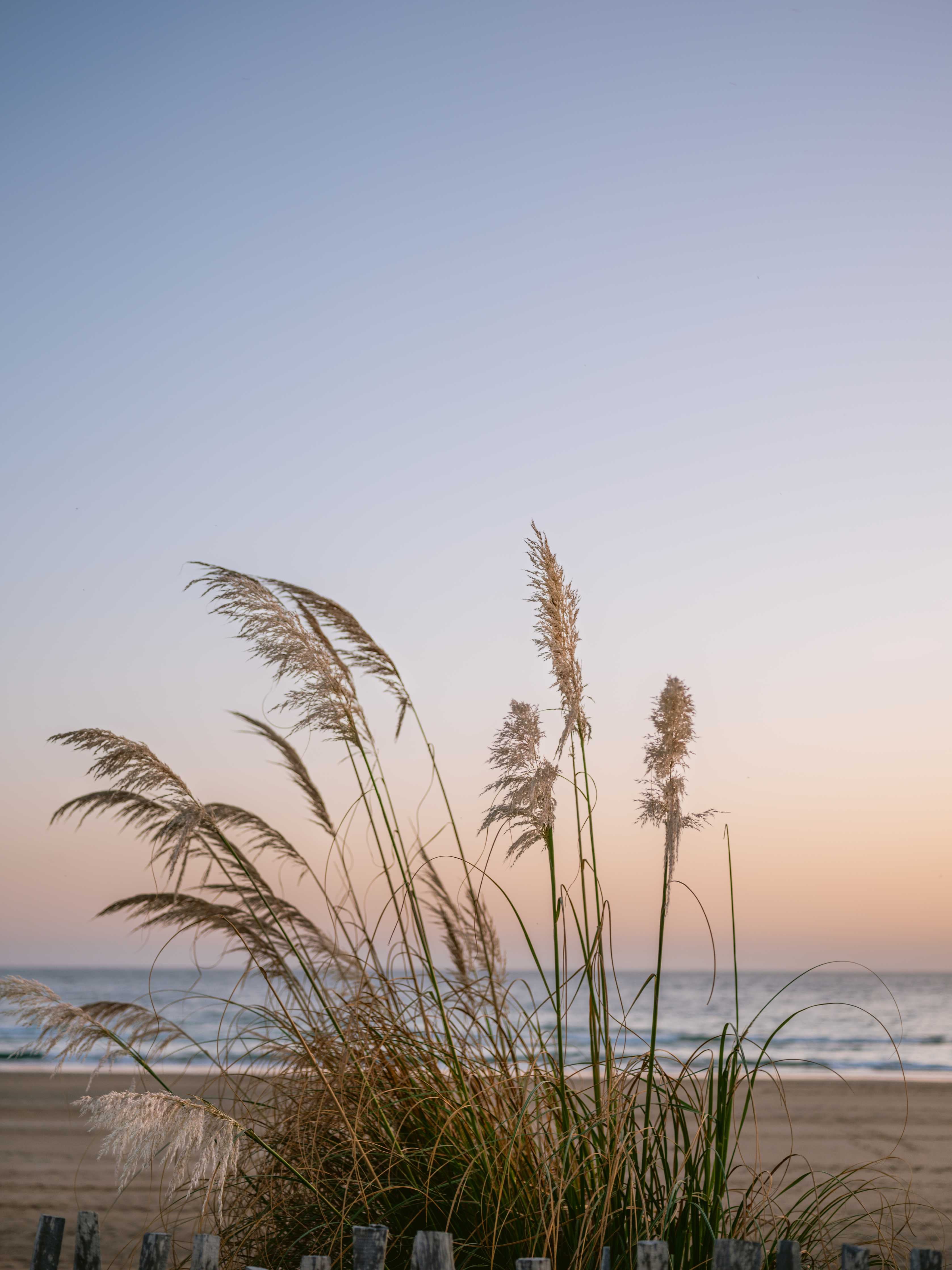 Große Wandbilder-Himmel und Strand mit Gräsern bei Sonnenuntergang