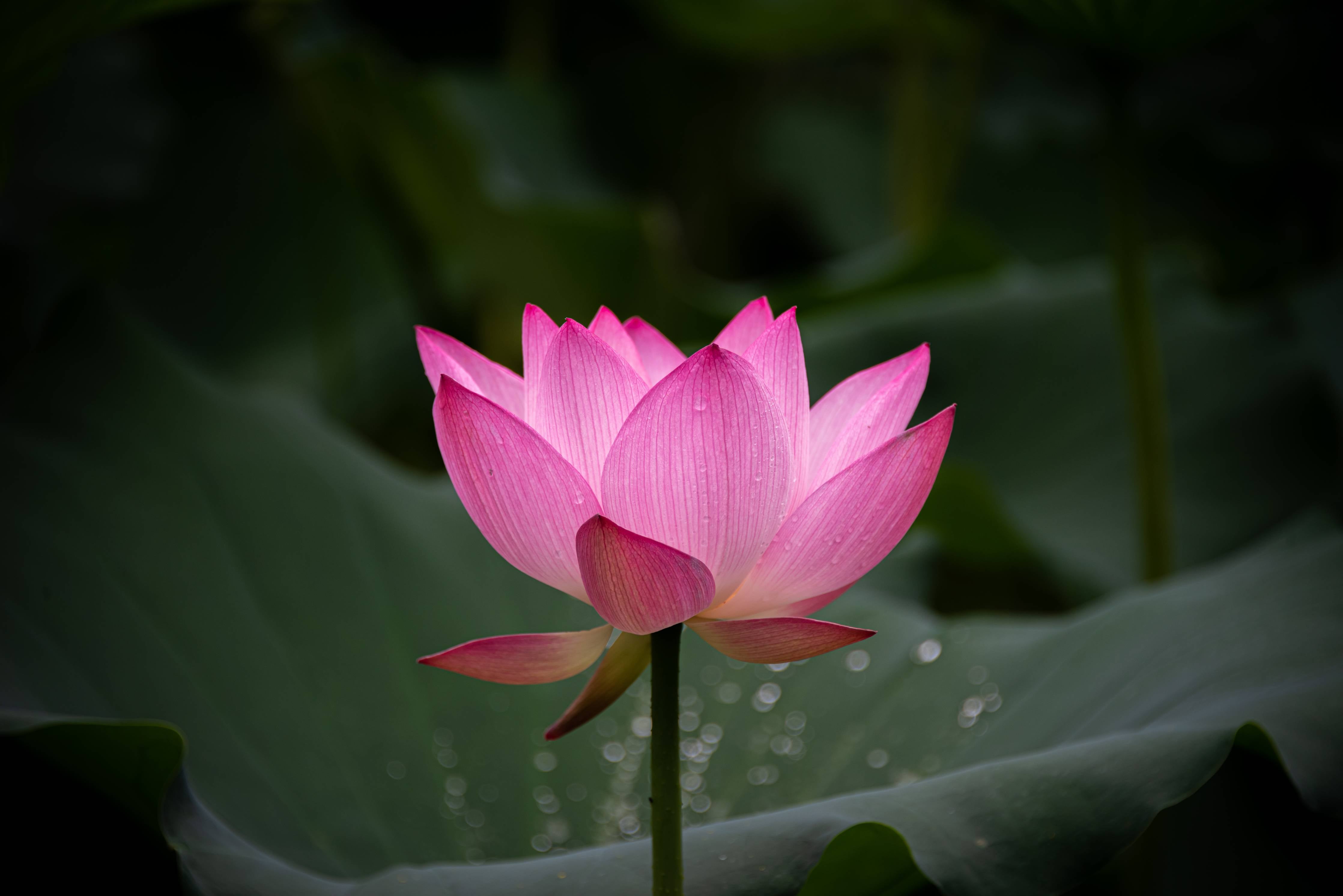 Große Wandbilder-Himmlische Lotusblüte in Pink