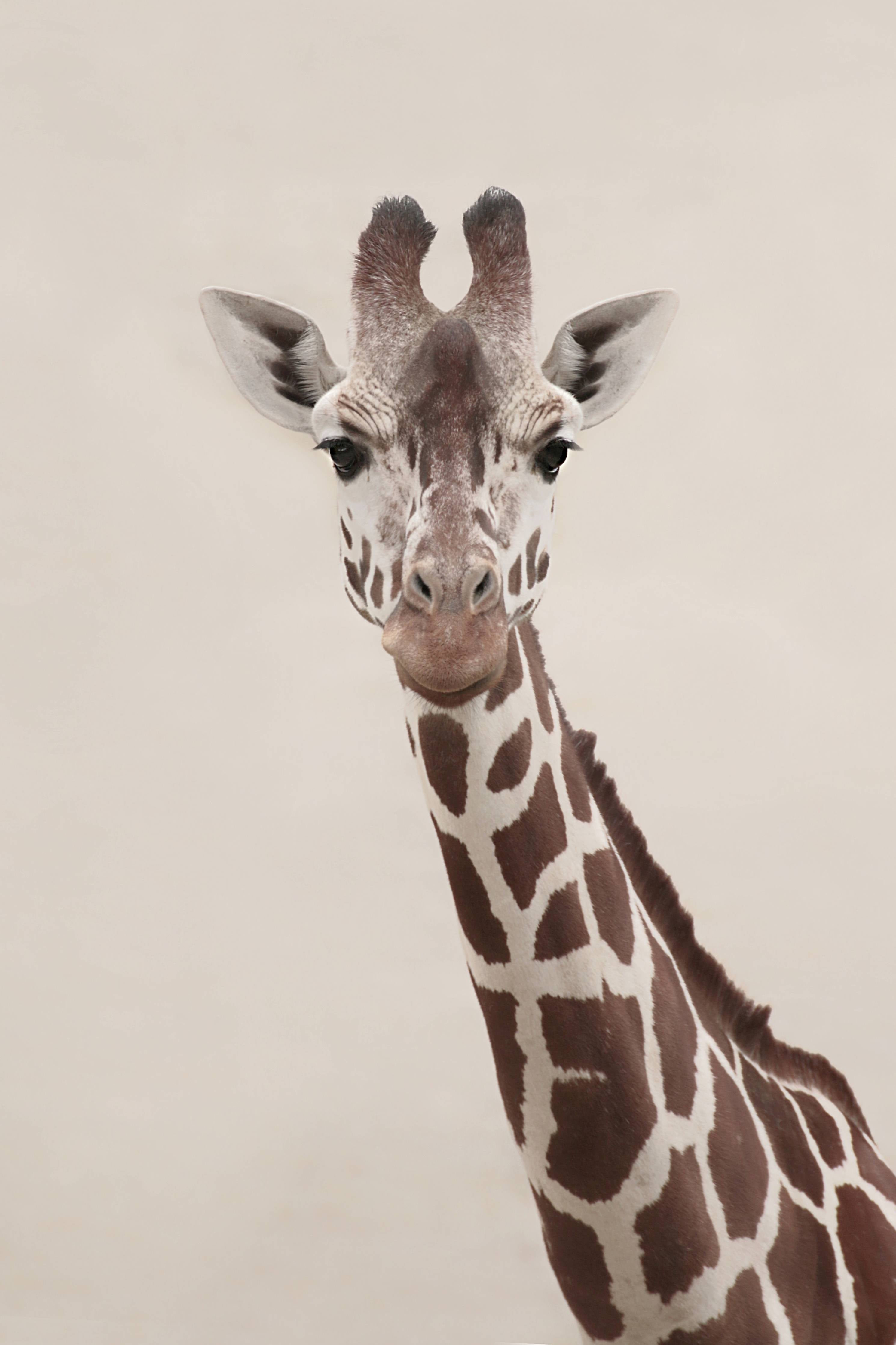Große Wandbilder-Hübscher Giraffenblick in neutralen Tönen