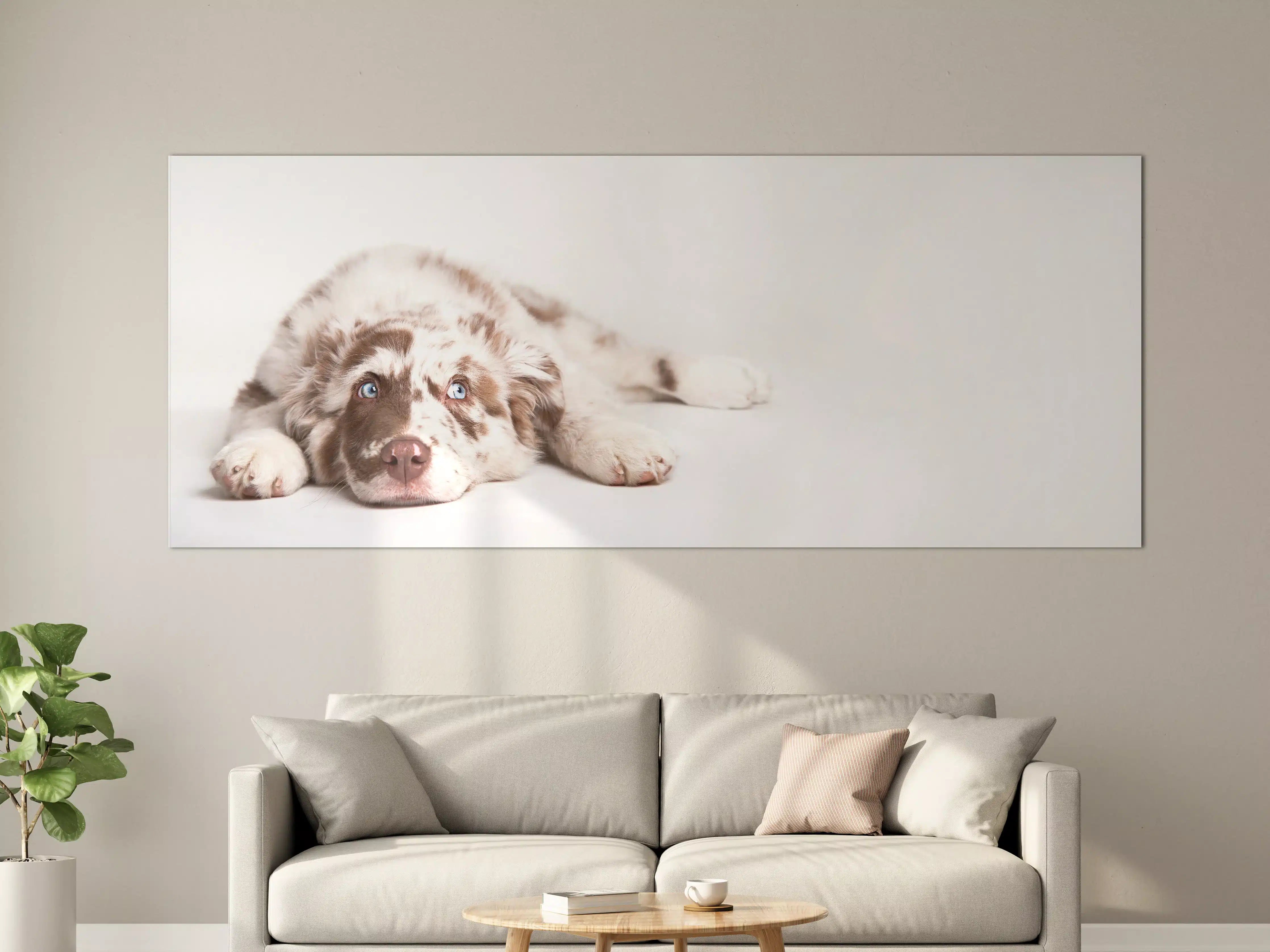 Große Wandbilder - Hunde Portrait - Australian Shepherd