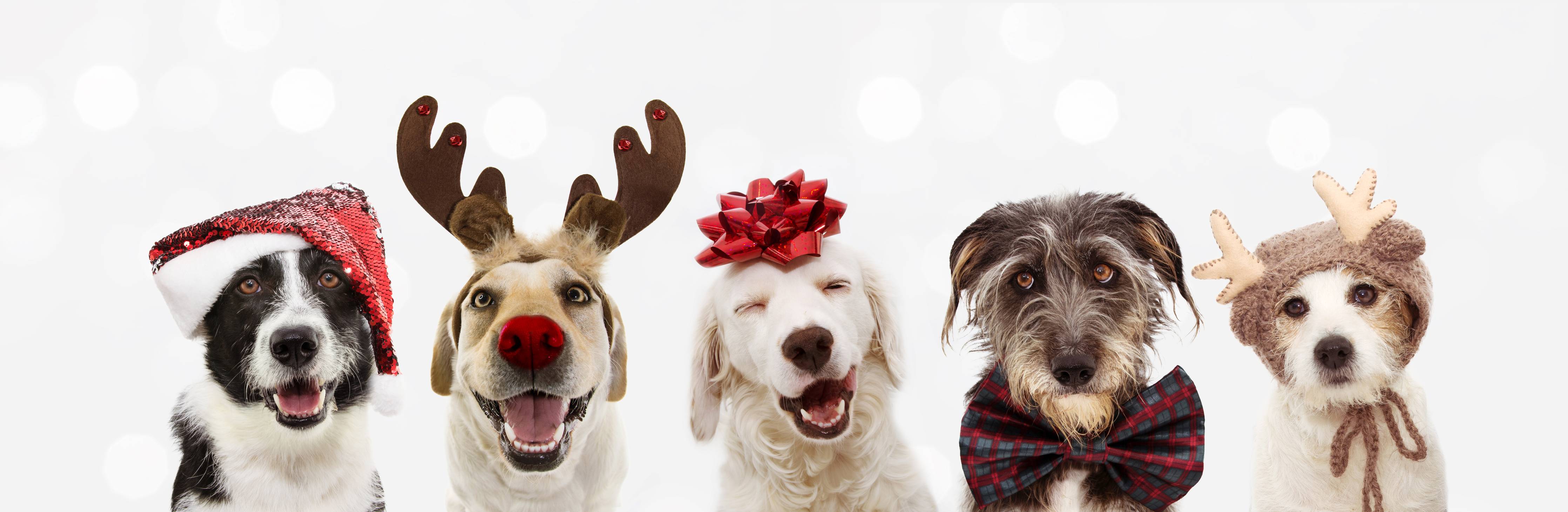 Große Wandbilder-Hunde feiern Weihnachten