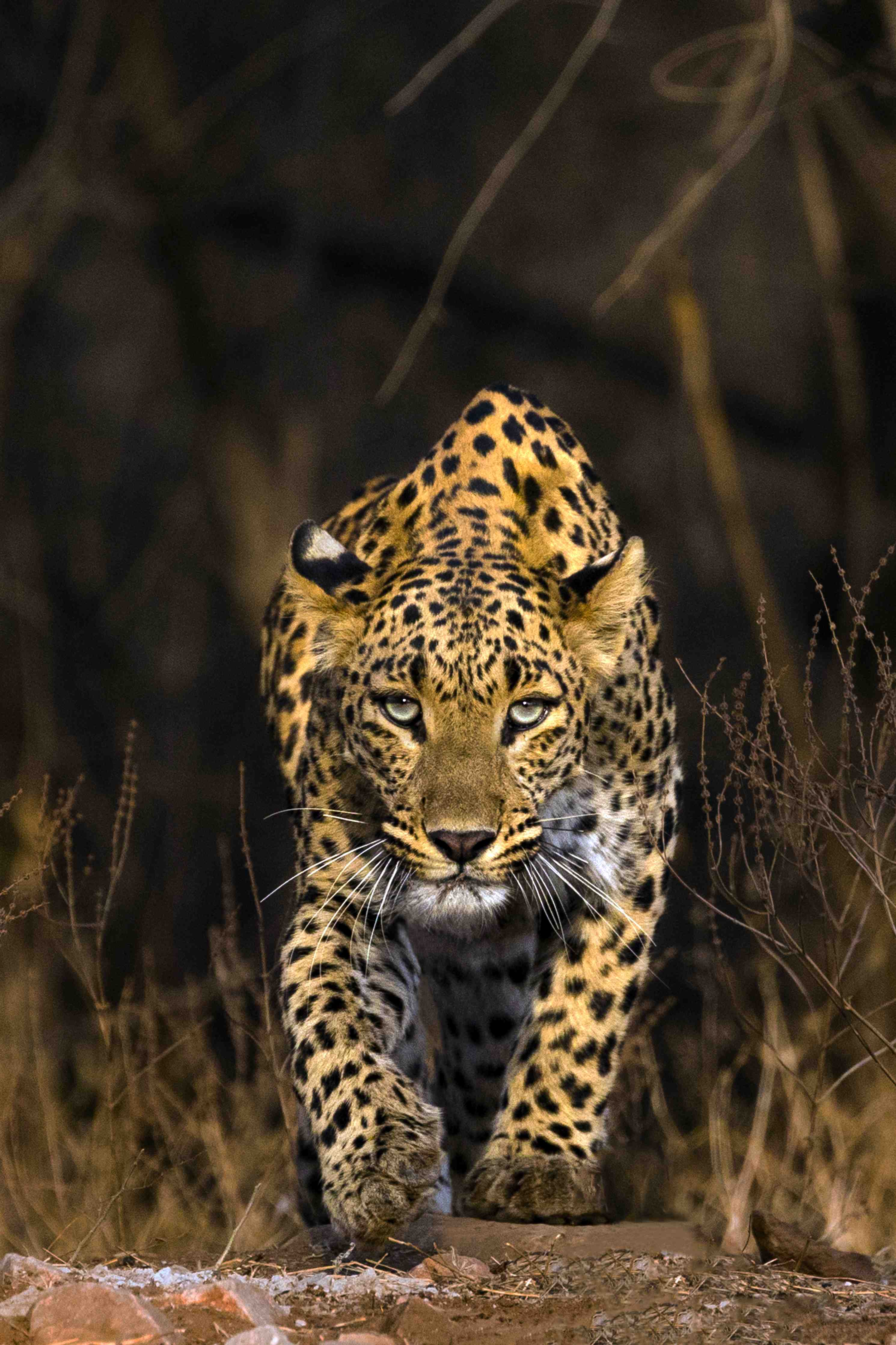 Große Wandbilder-Jaguar im Dschungel