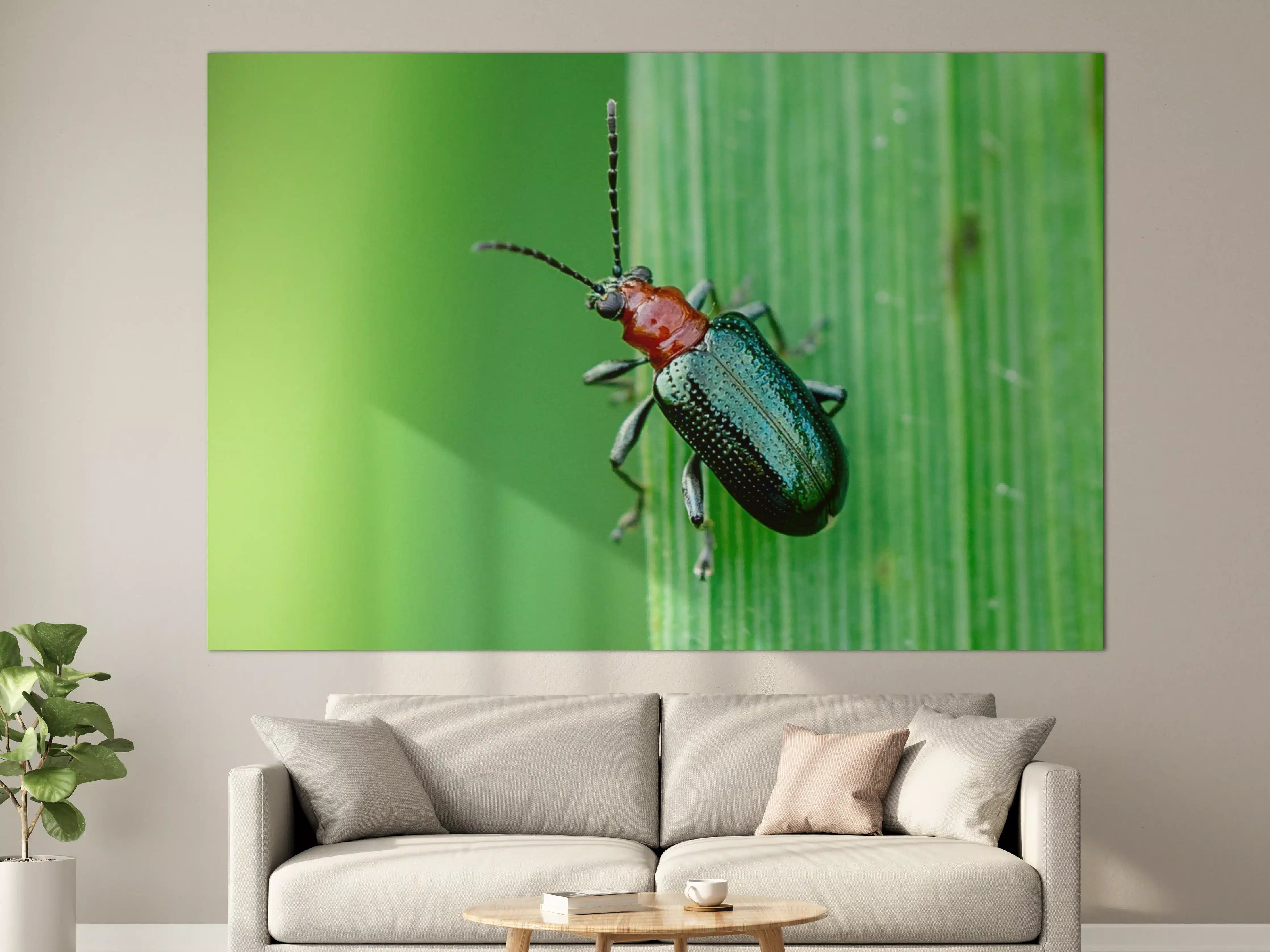 Große Wandbilder - Käfer auf Blatt