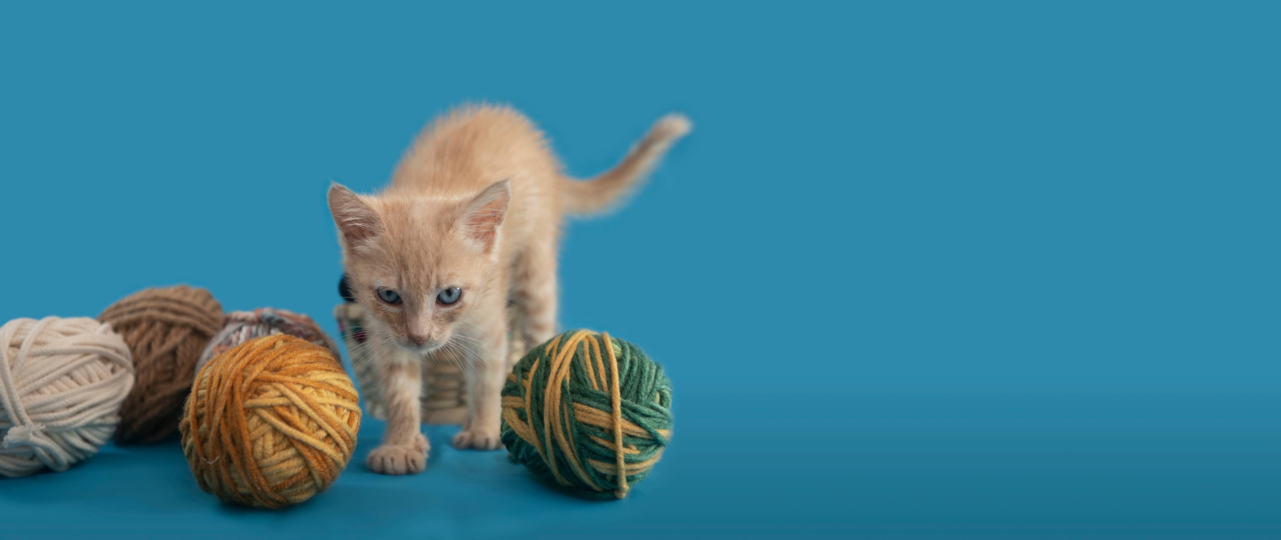 Große Wandbilder-Katzenbaby spielt mit Wollknollen