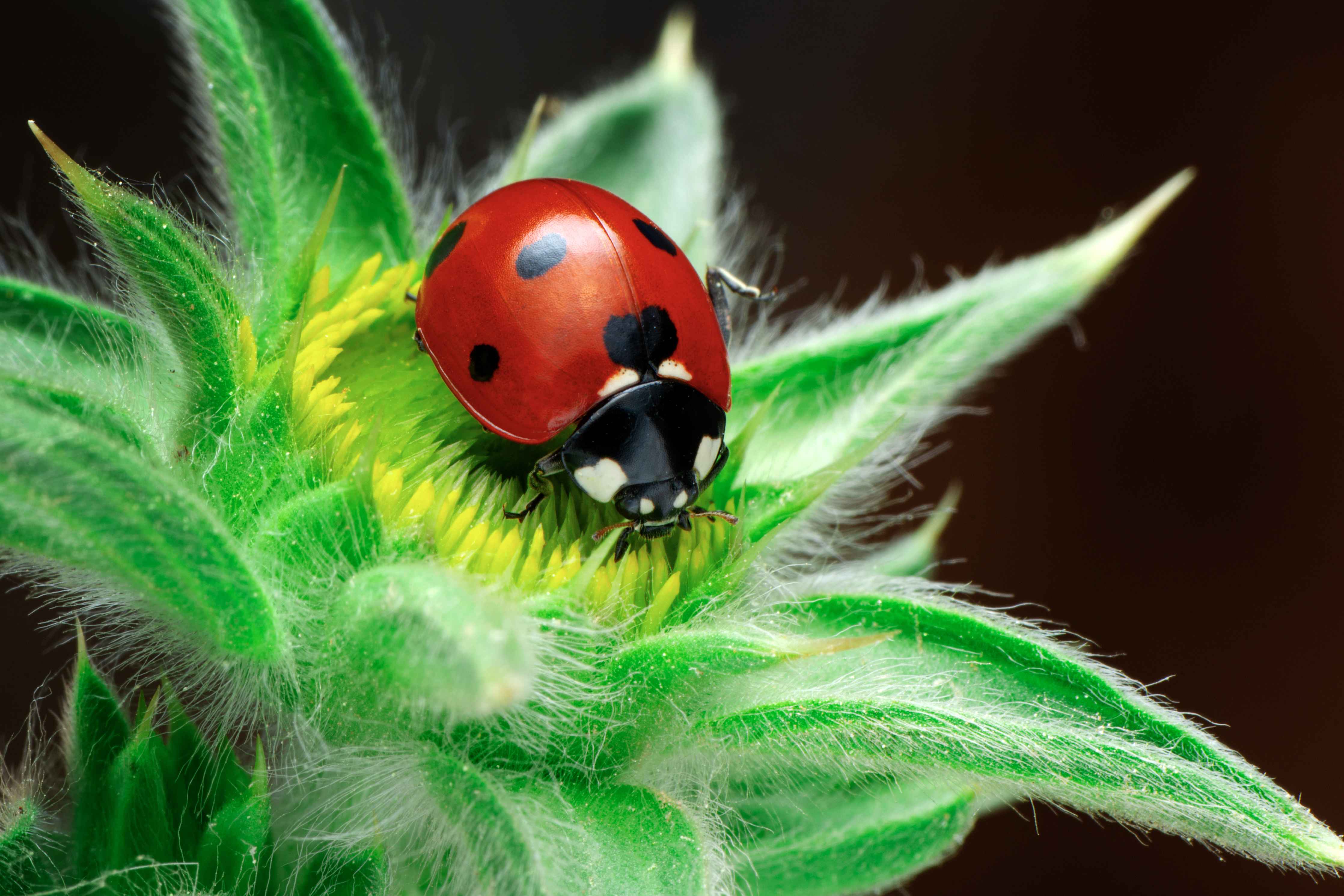 Große Wandbilder-Kaum wahrnehmende Marienkäfer auf fuzzy Blüte