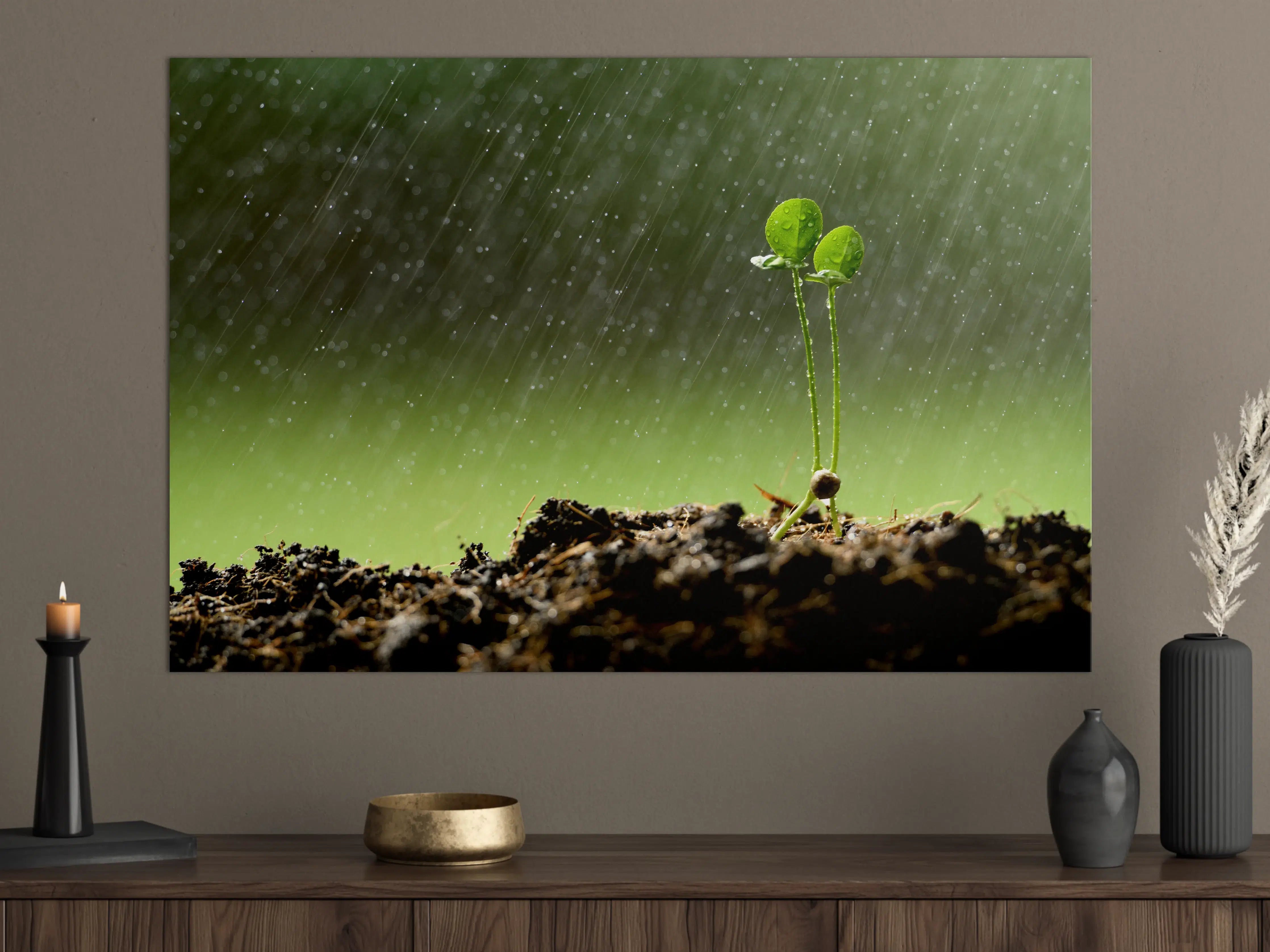 Große Wandbilder - Keimende Pflanze bei Regen