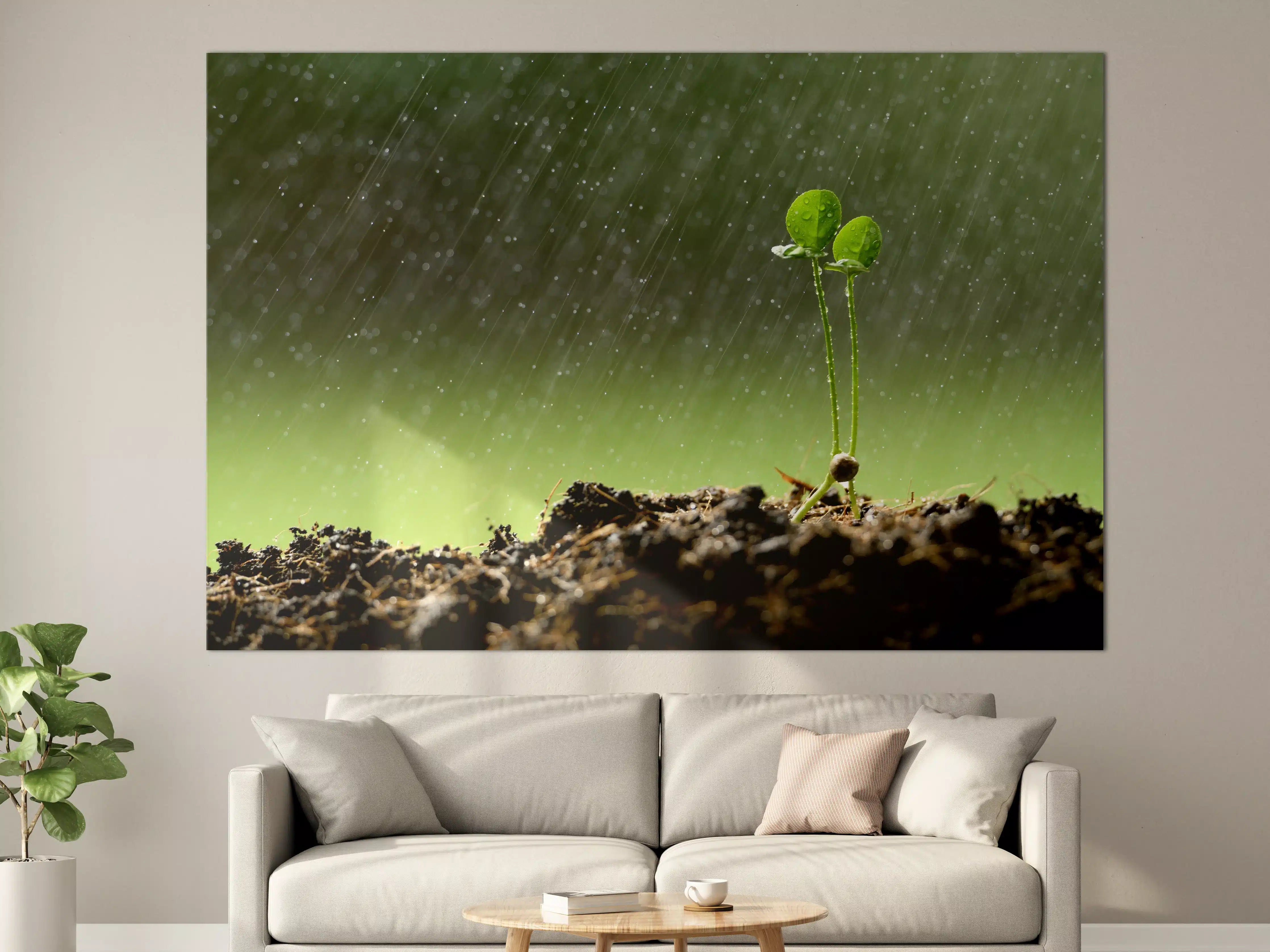 Große Wandbilder - Keimende Pflanze bei Regen