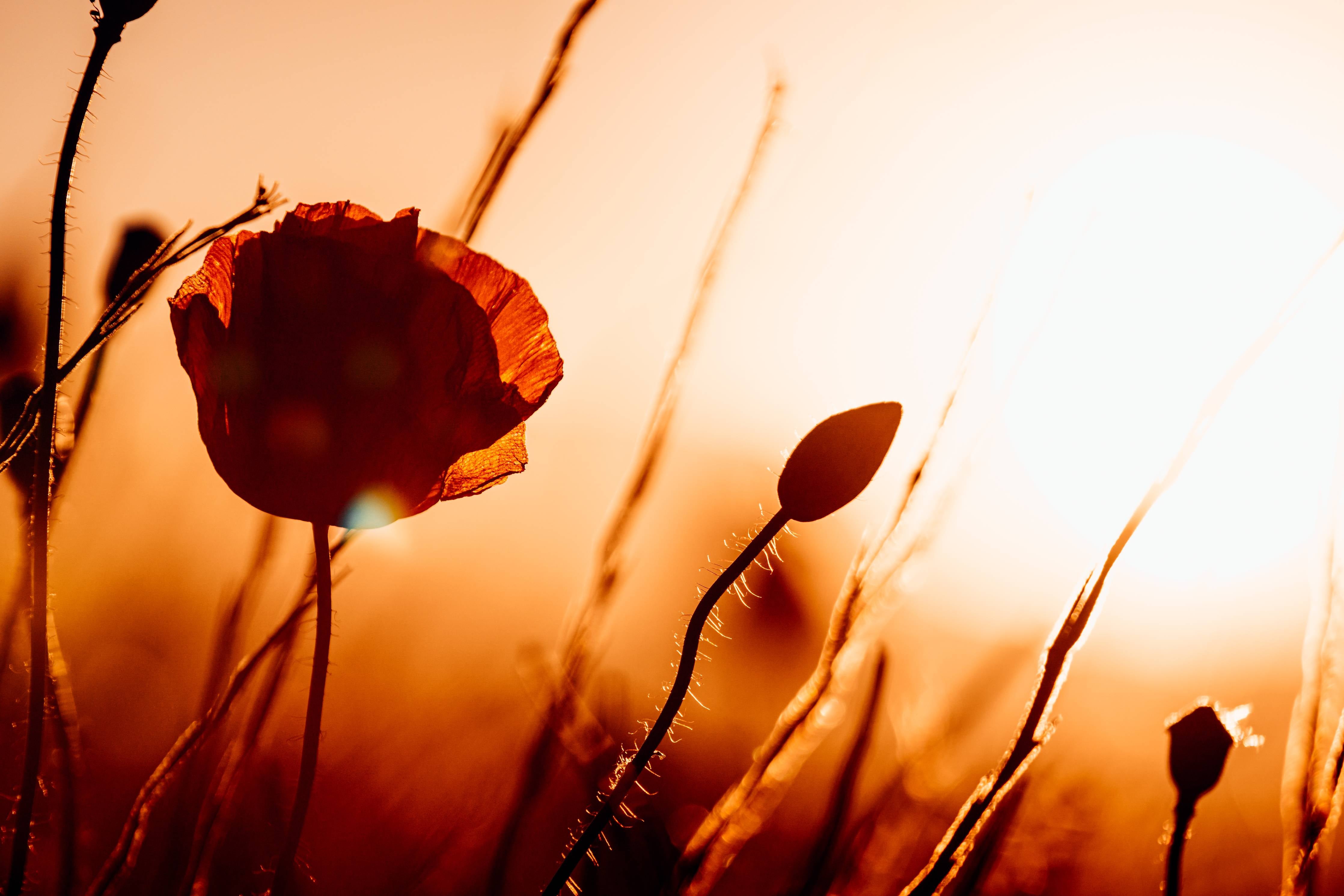 Große Wandbilder-Klatschmohn bei Sonnenuntergang