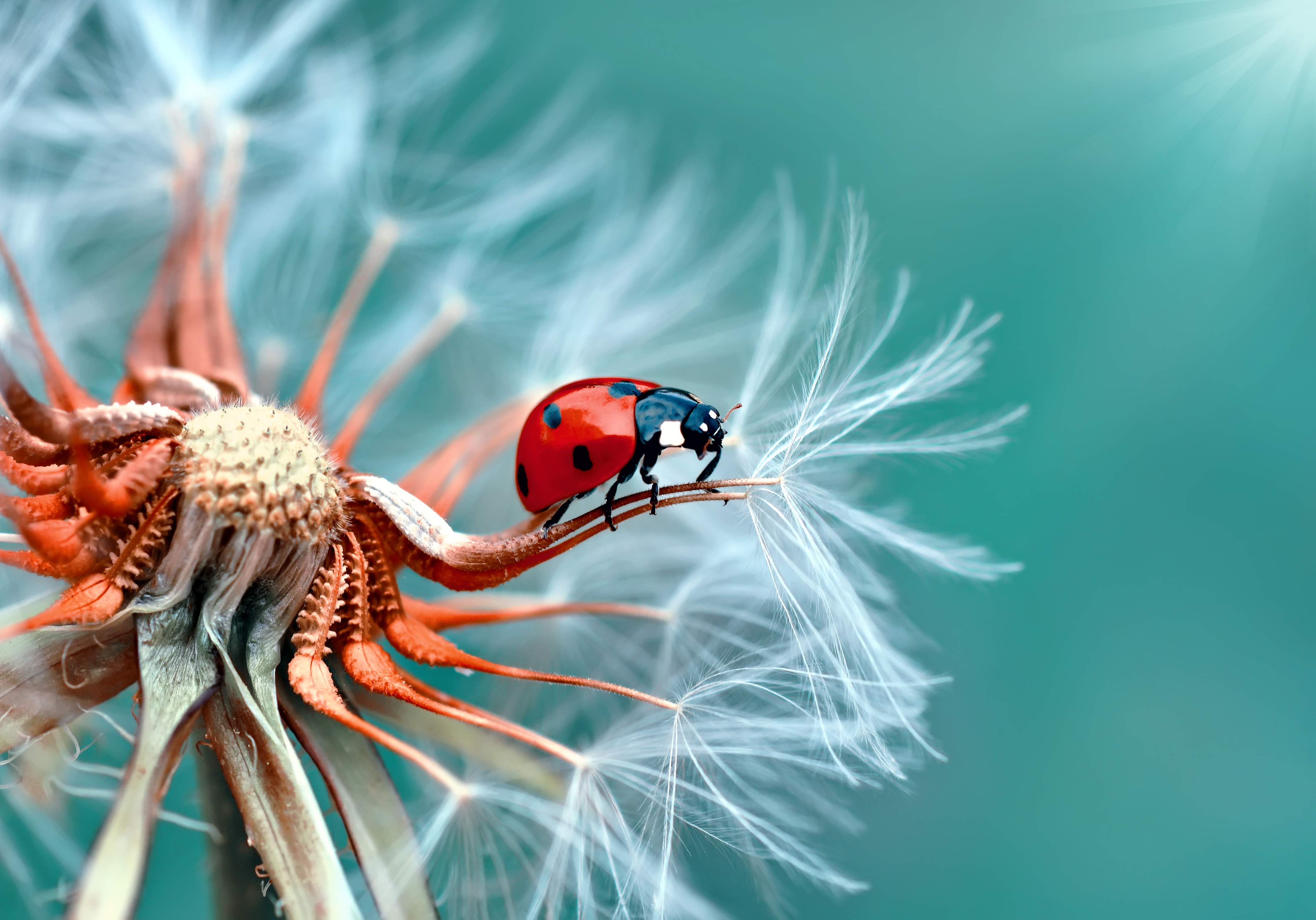 Große Wandbilder-Kleiner Marienkäfer auf einer Pusteblume
