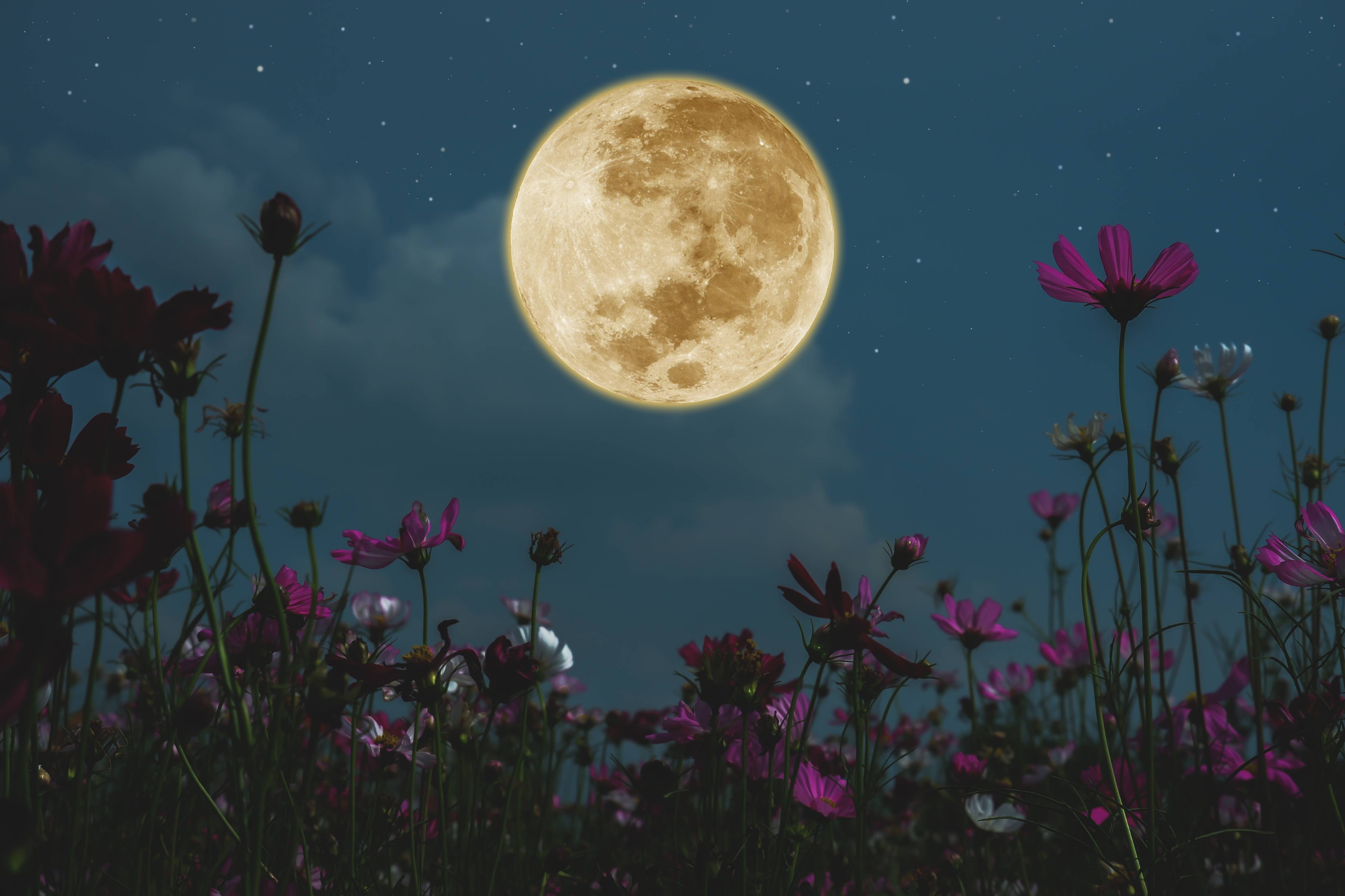 Große Wandbilder-Kosmosblüten bei Vollmond
