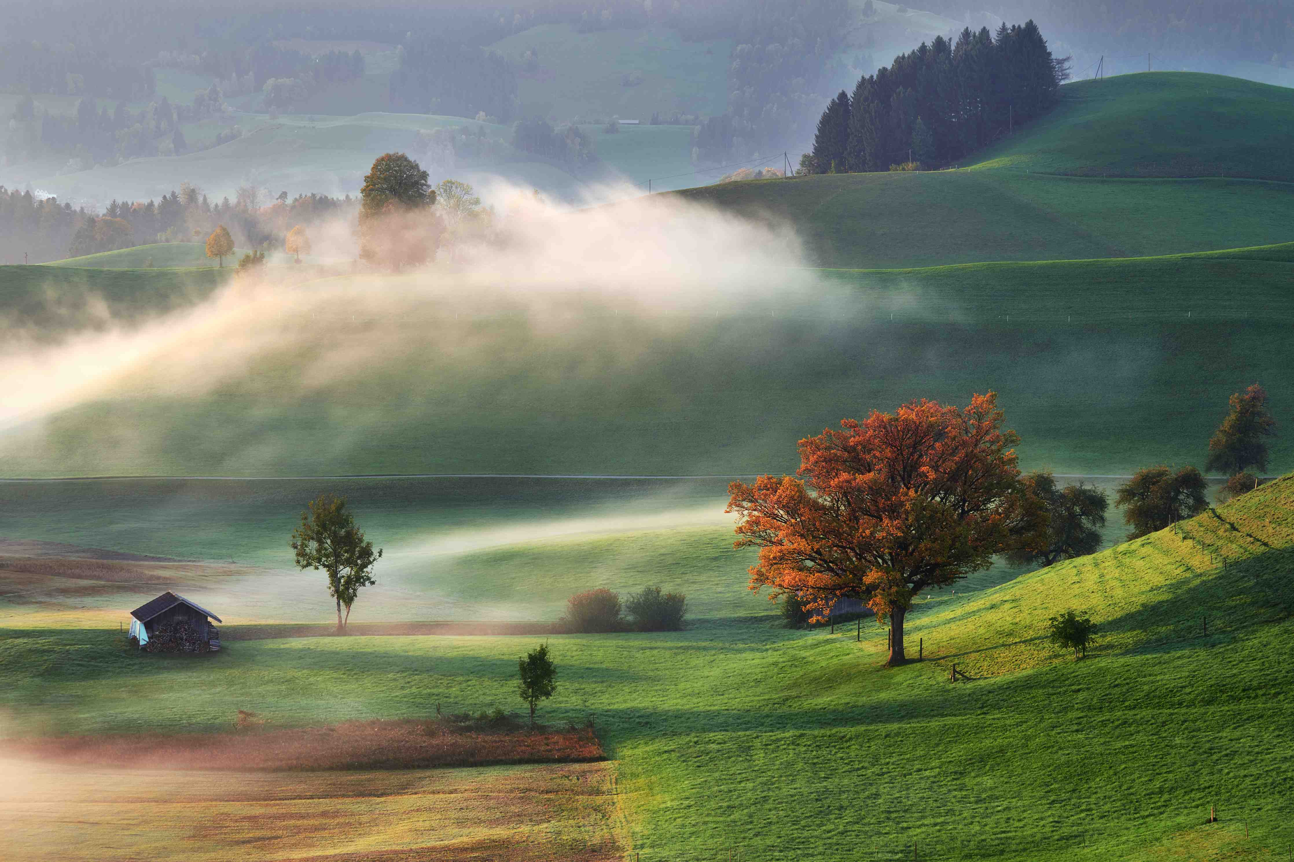 Große Wandbilder-Landschaft mit buntem Baum und Morgennebel