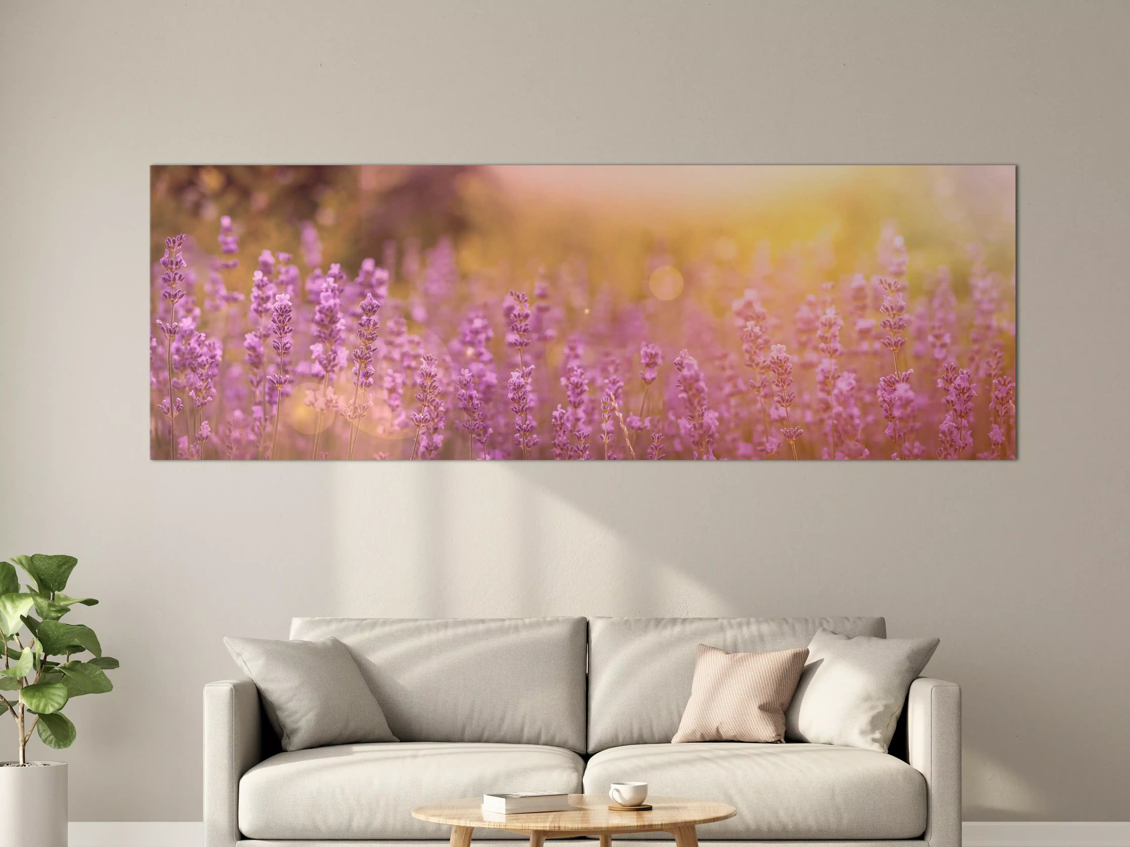 Große Wandbilder - Lavendelfeld im warmen Abendlicht