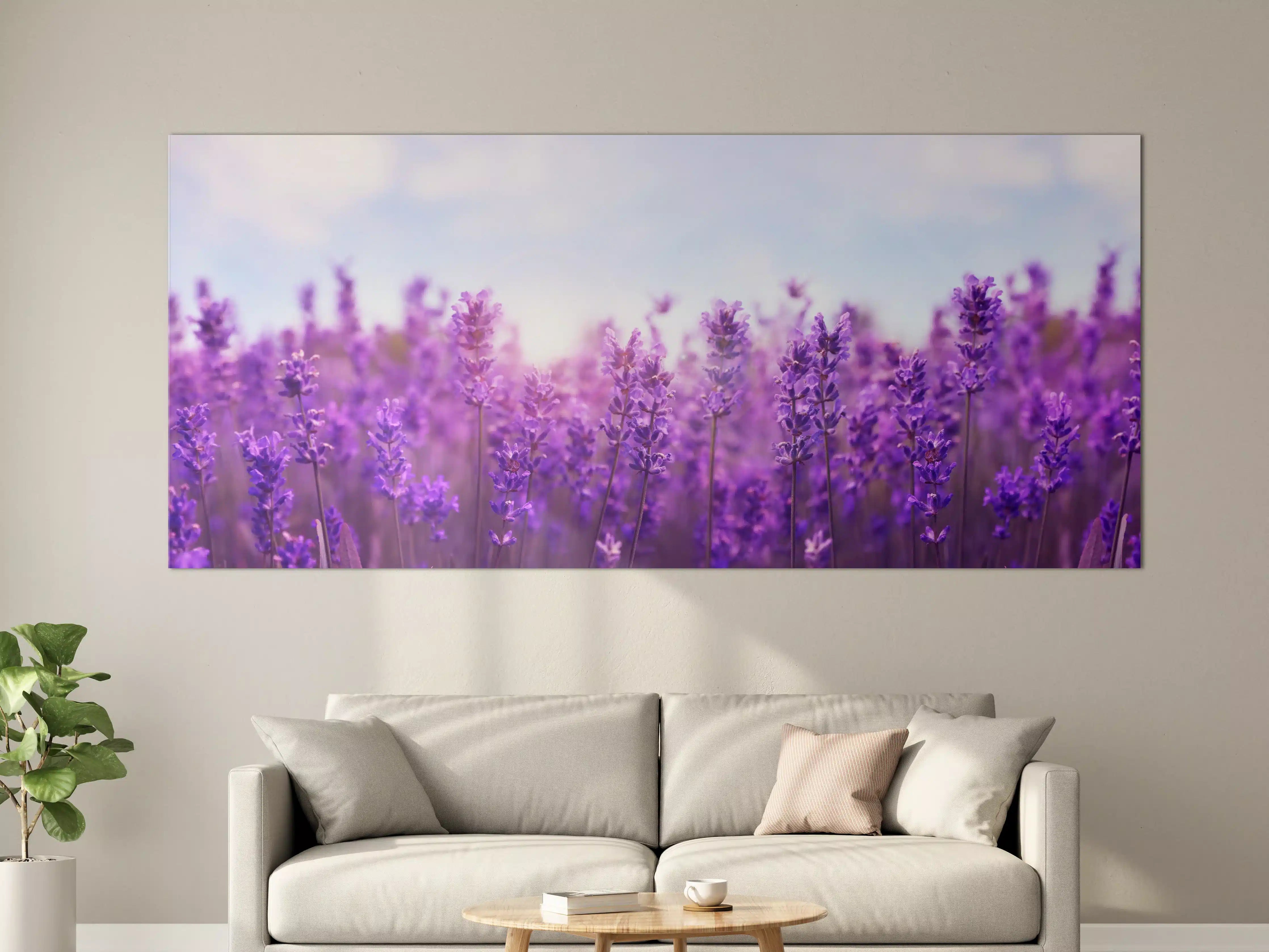 Große Wandbilder - Lavendelfeld in Lila