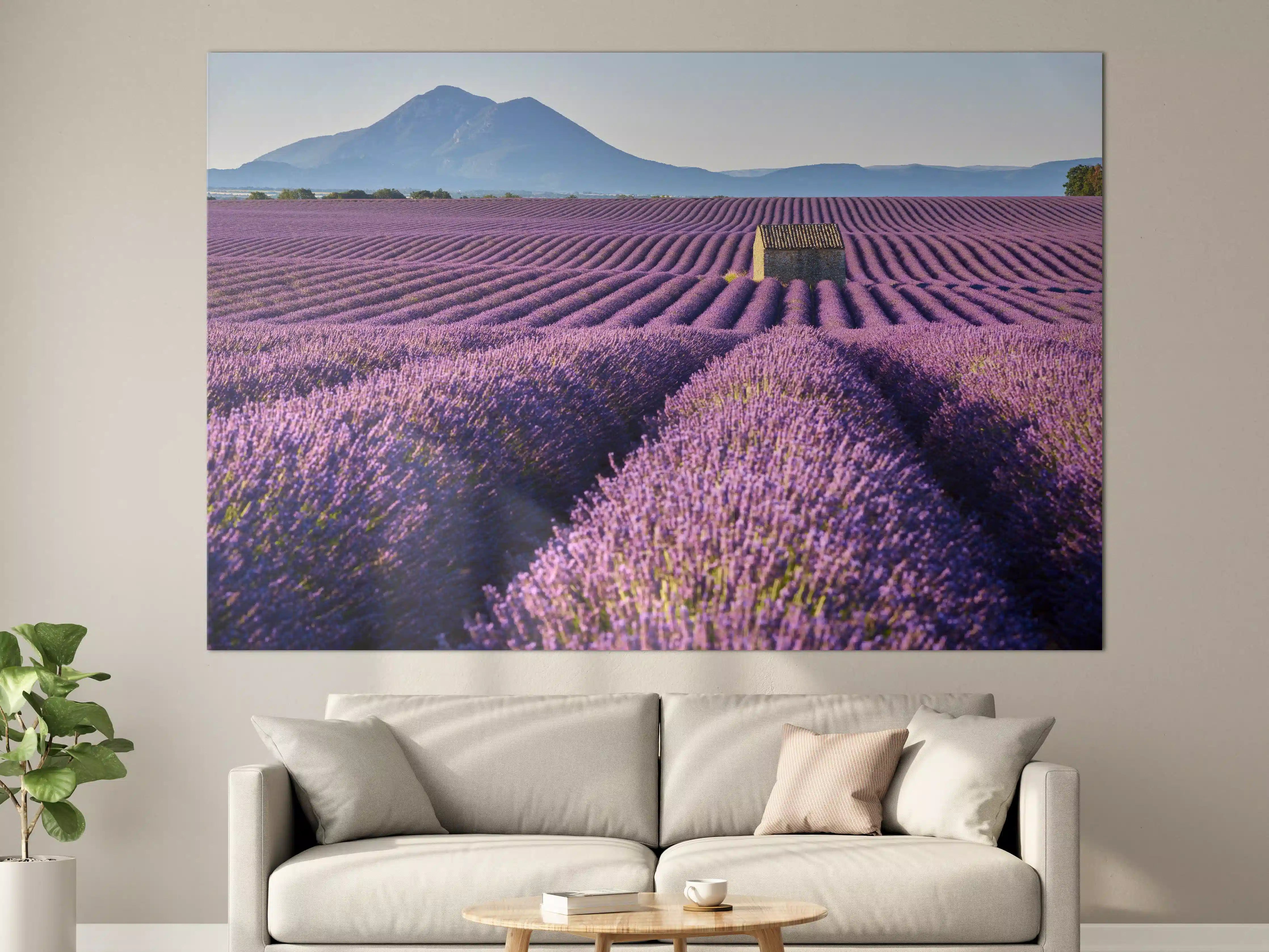 Große Wandbilder - Lavendelfelder auf dem Plateau de Valensole