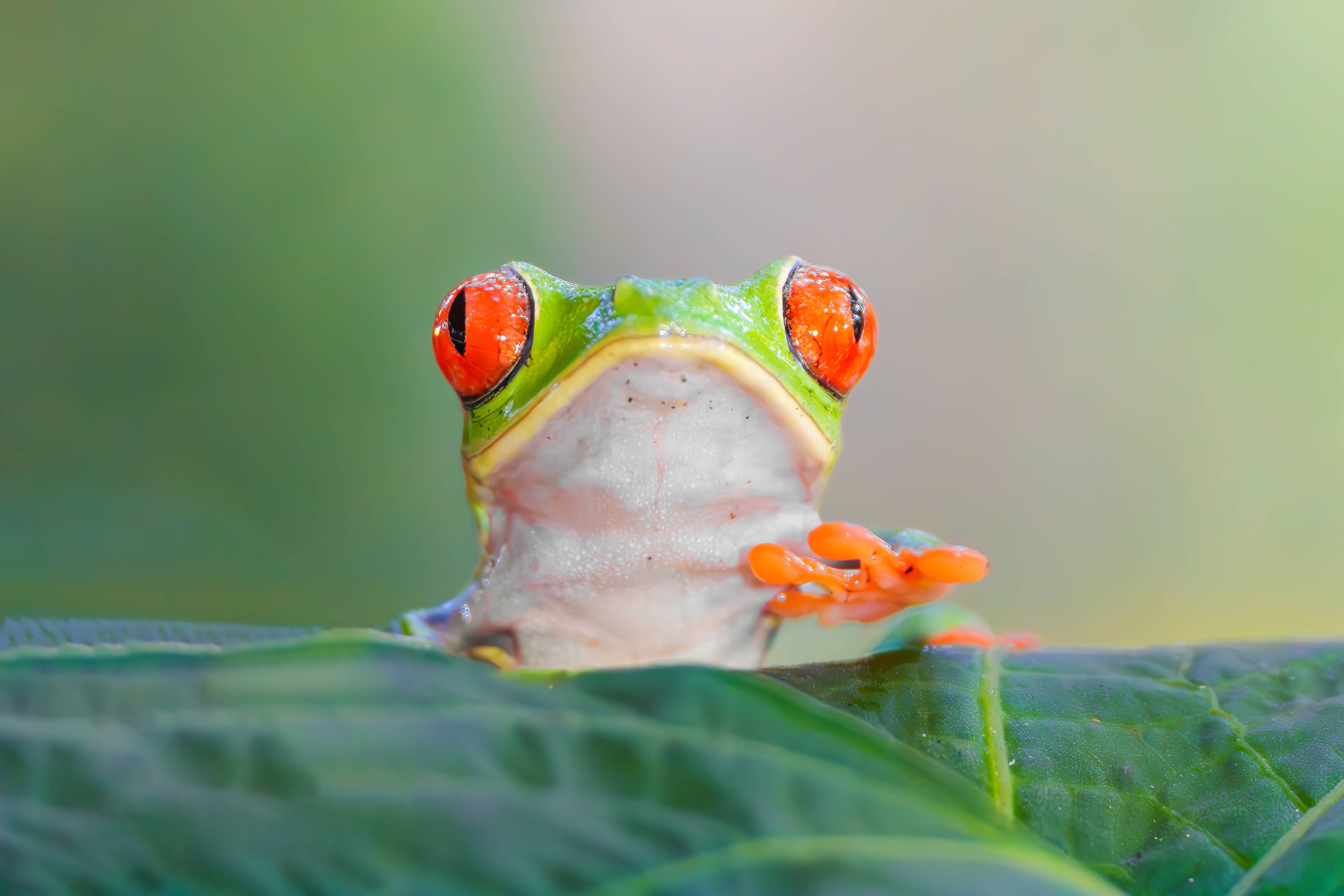Große Wandbilder-Lebendige Baumfrösche im Naturdetail