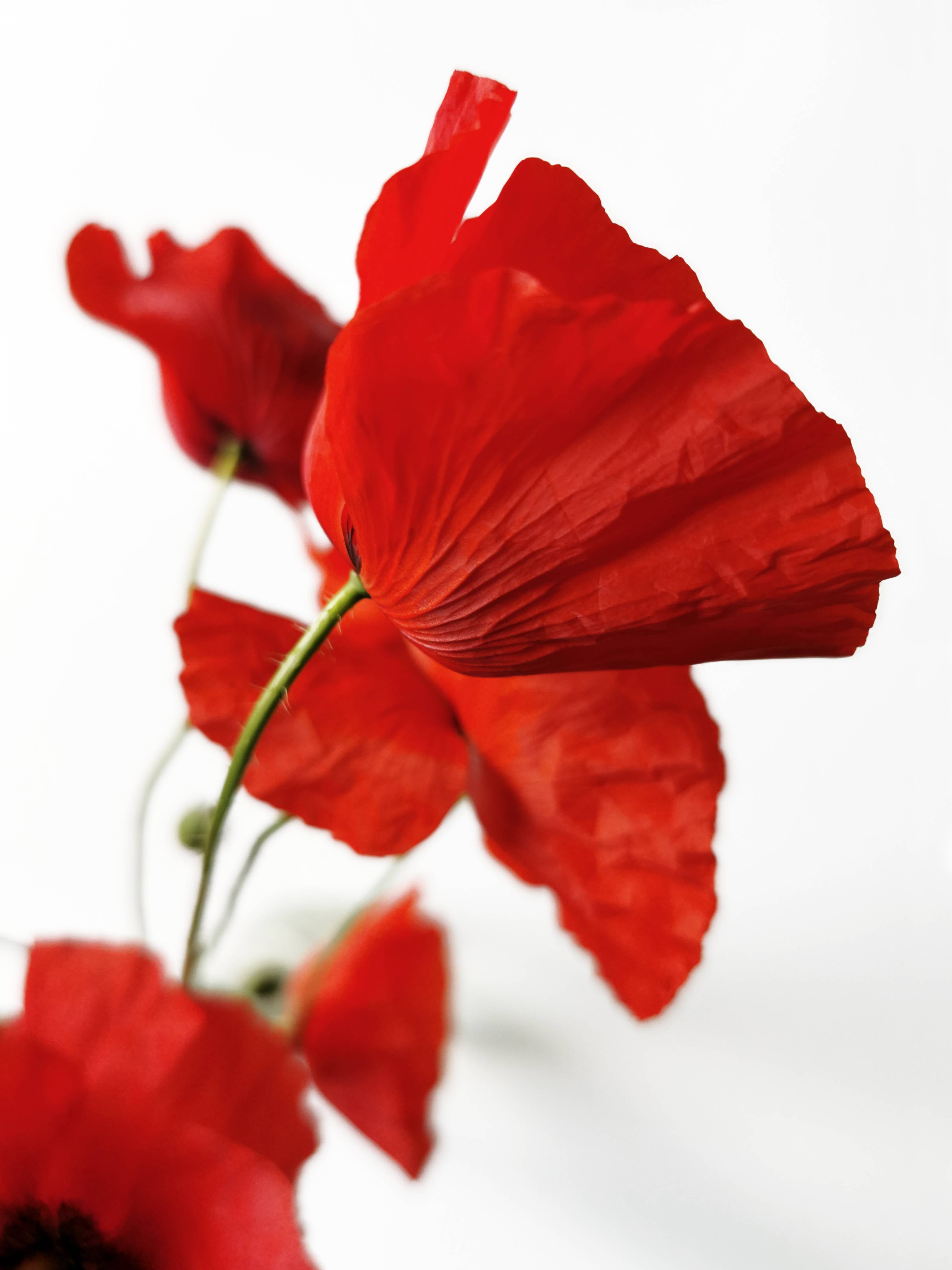 Große Wandbilder-Lebendige Mohnblumen in Nahaufnahme