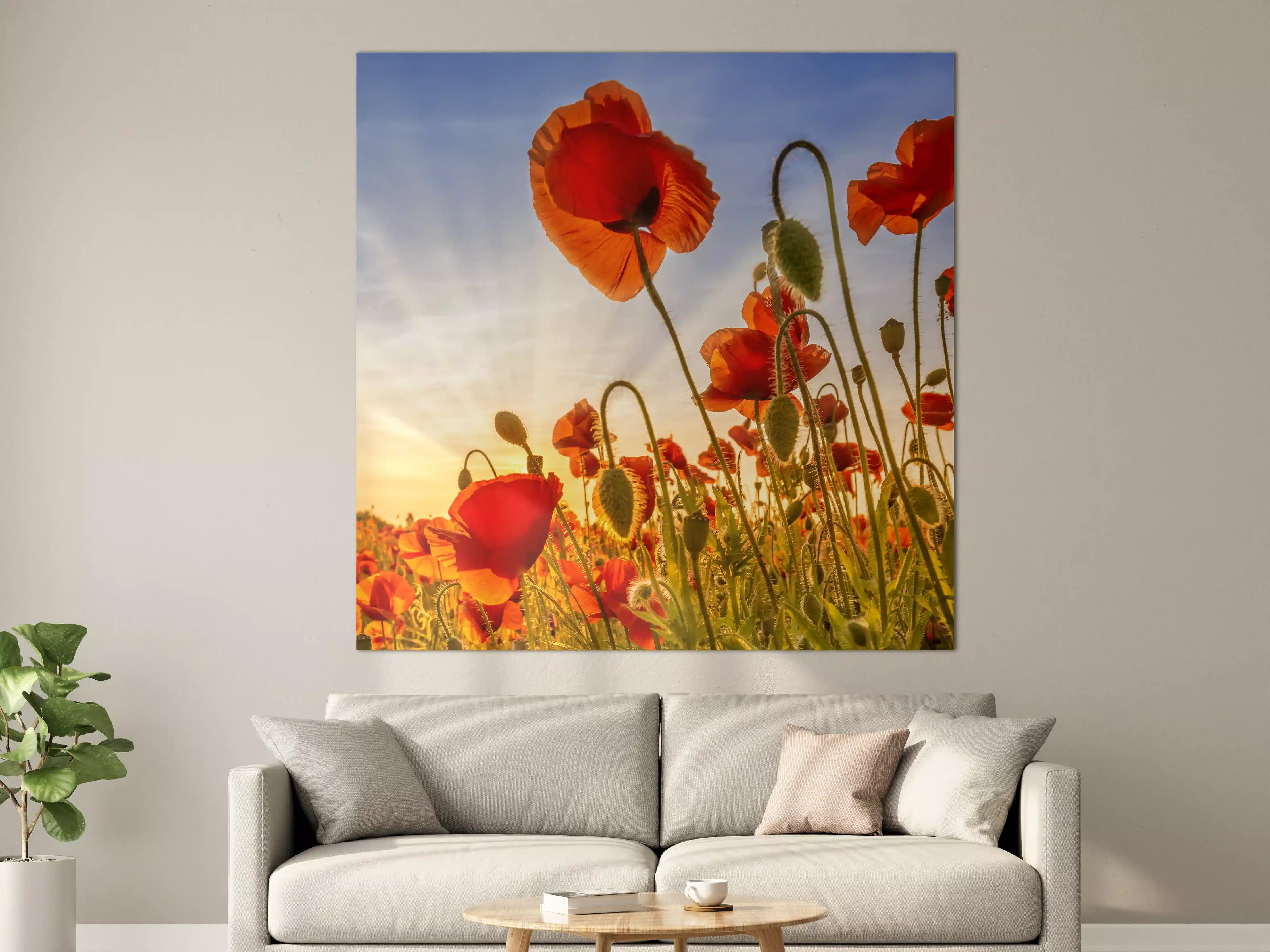 Große Wandbilder - Leuchtende Mohnblumen im Sonnenaufgang