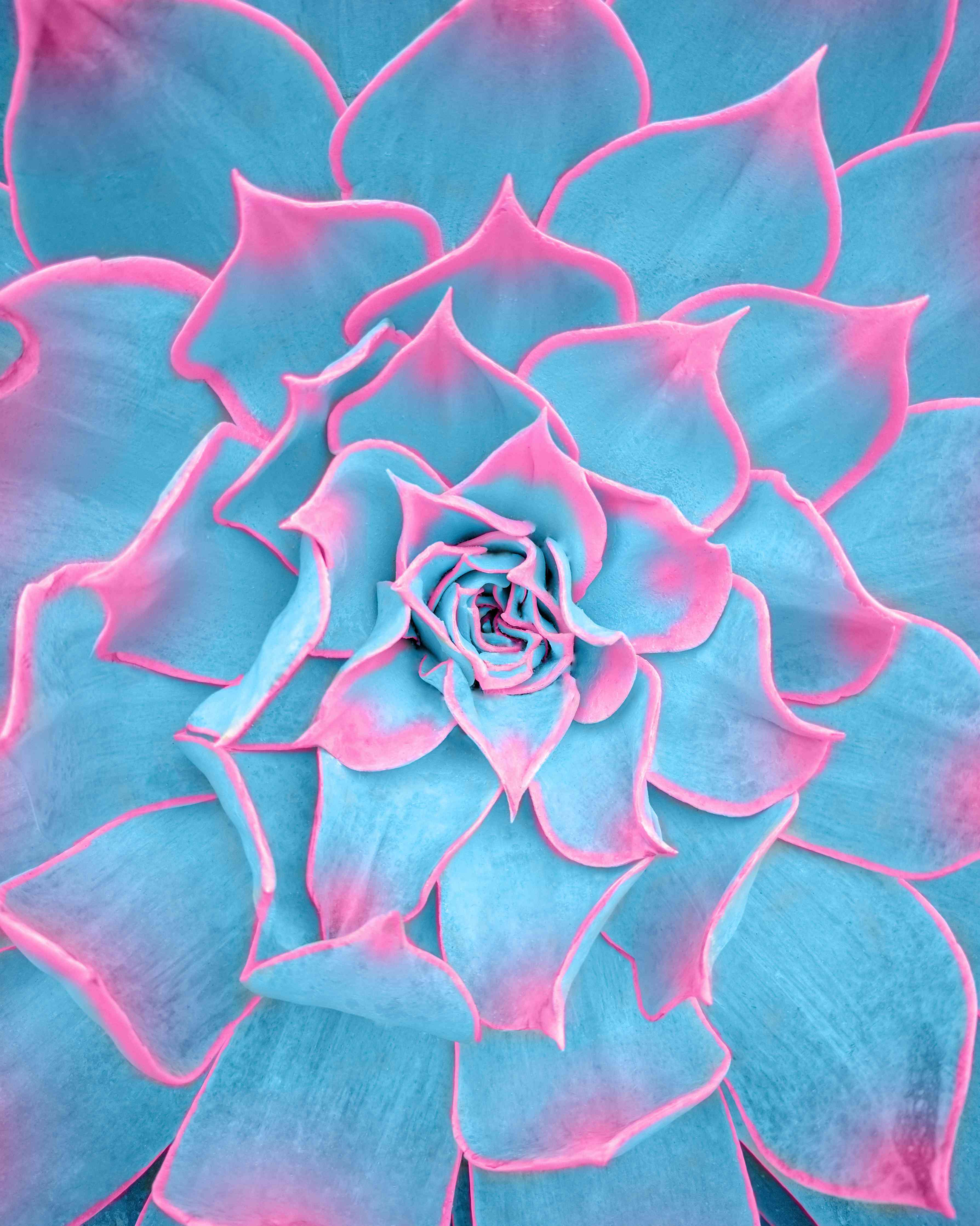 Große Wandbilder-Leuchtende Sukkulente in Pink-Blau-Tönen