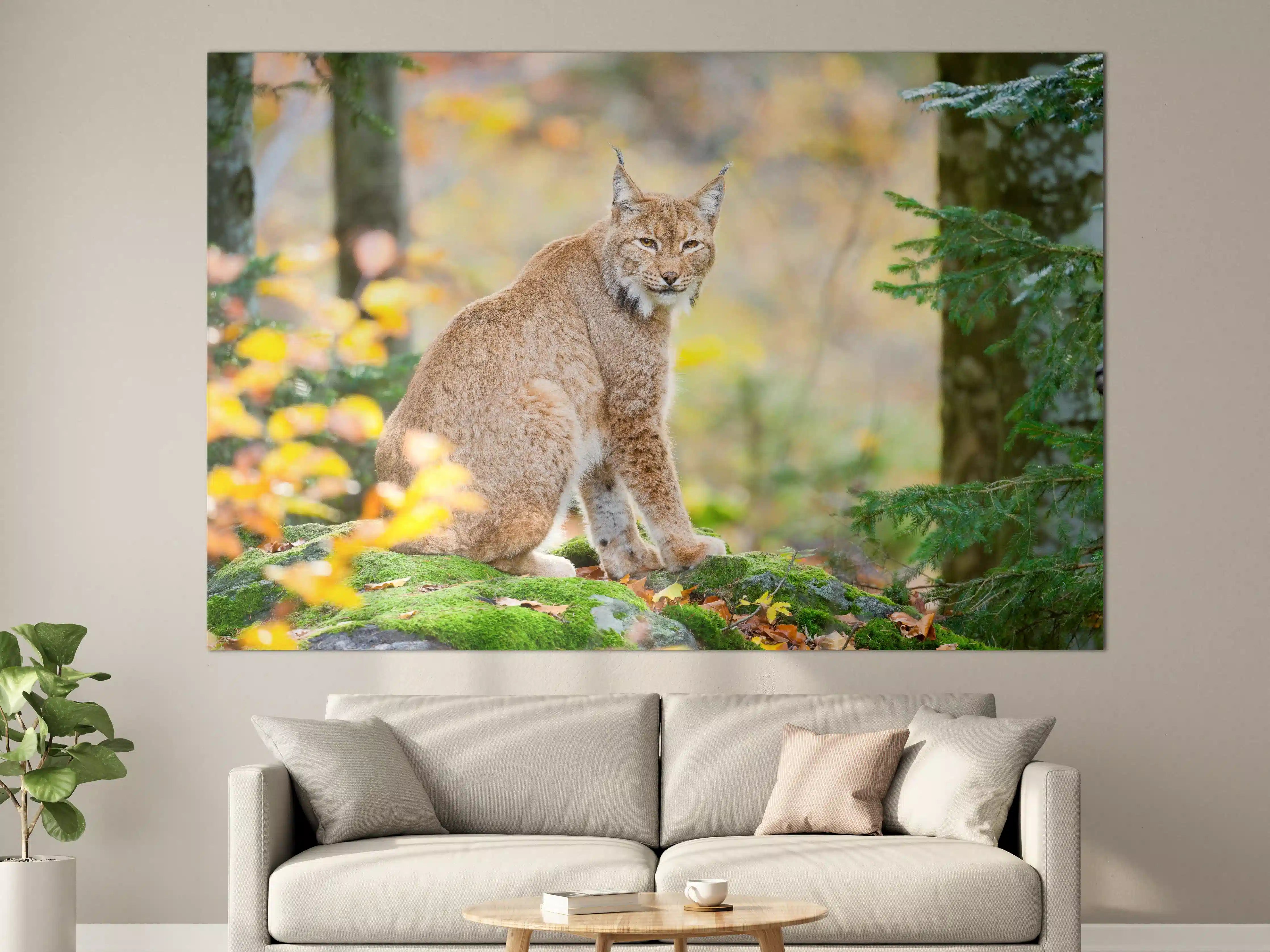 Große Wandbilder - Luchs in Herbstnatur mit bunten Blättern