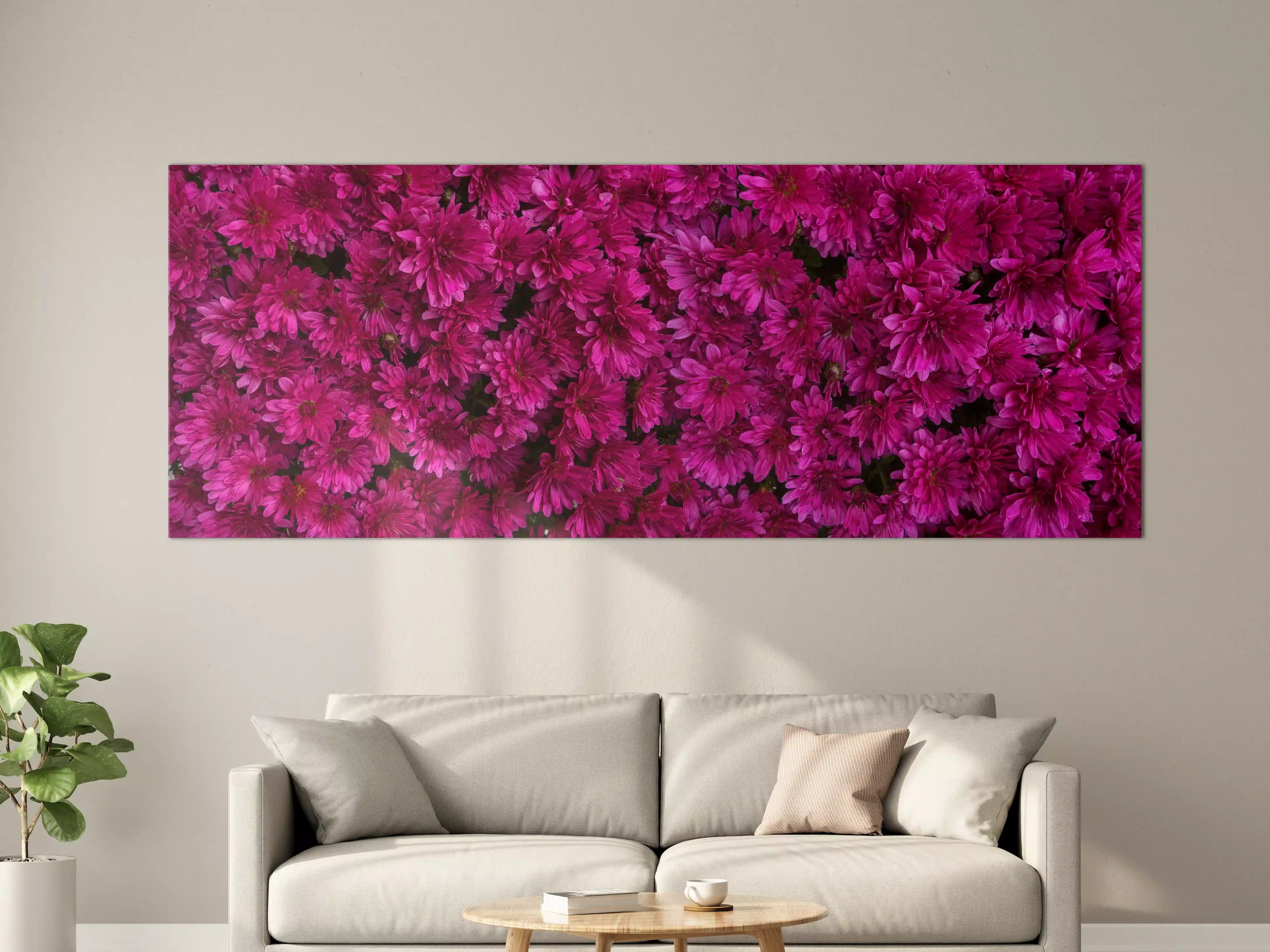 Große Wandbilder - Magenta Blüten von Chrysanthemen